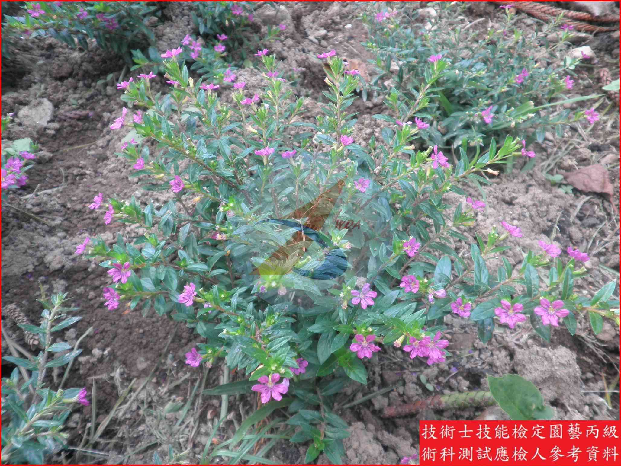 細葉雪茄花 園藝丙級識別主圖