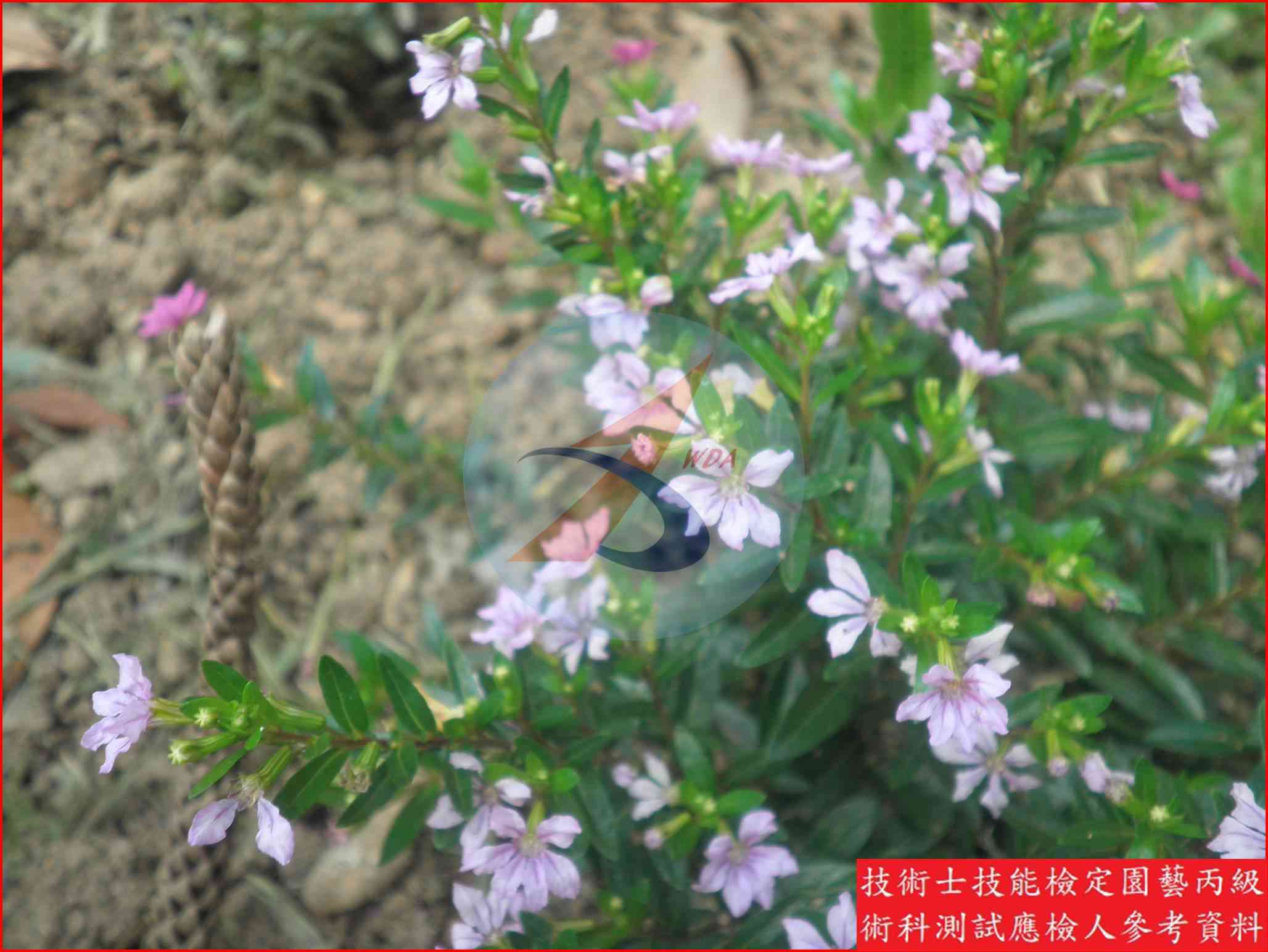 細葉雪茄花 園藝丙級識別圖片 2