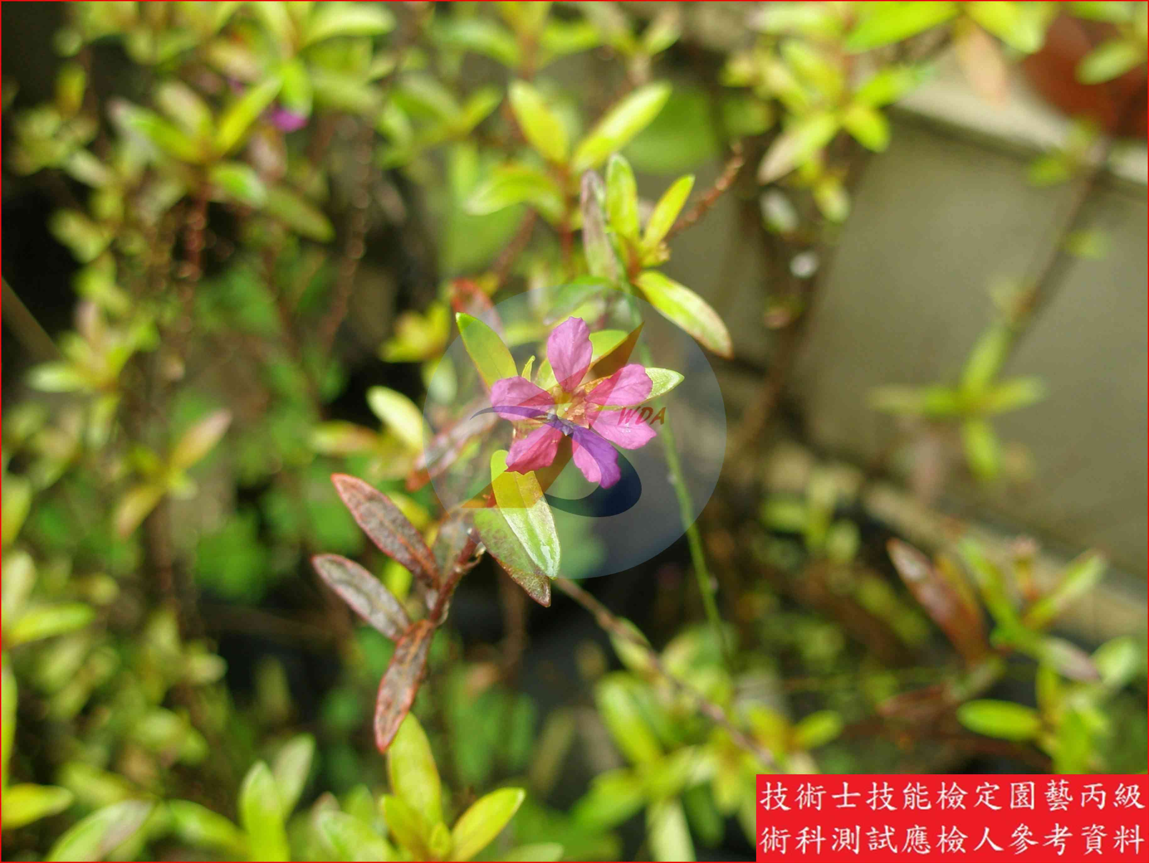 細葉雪茄花 園藝丙級識別圖片 3