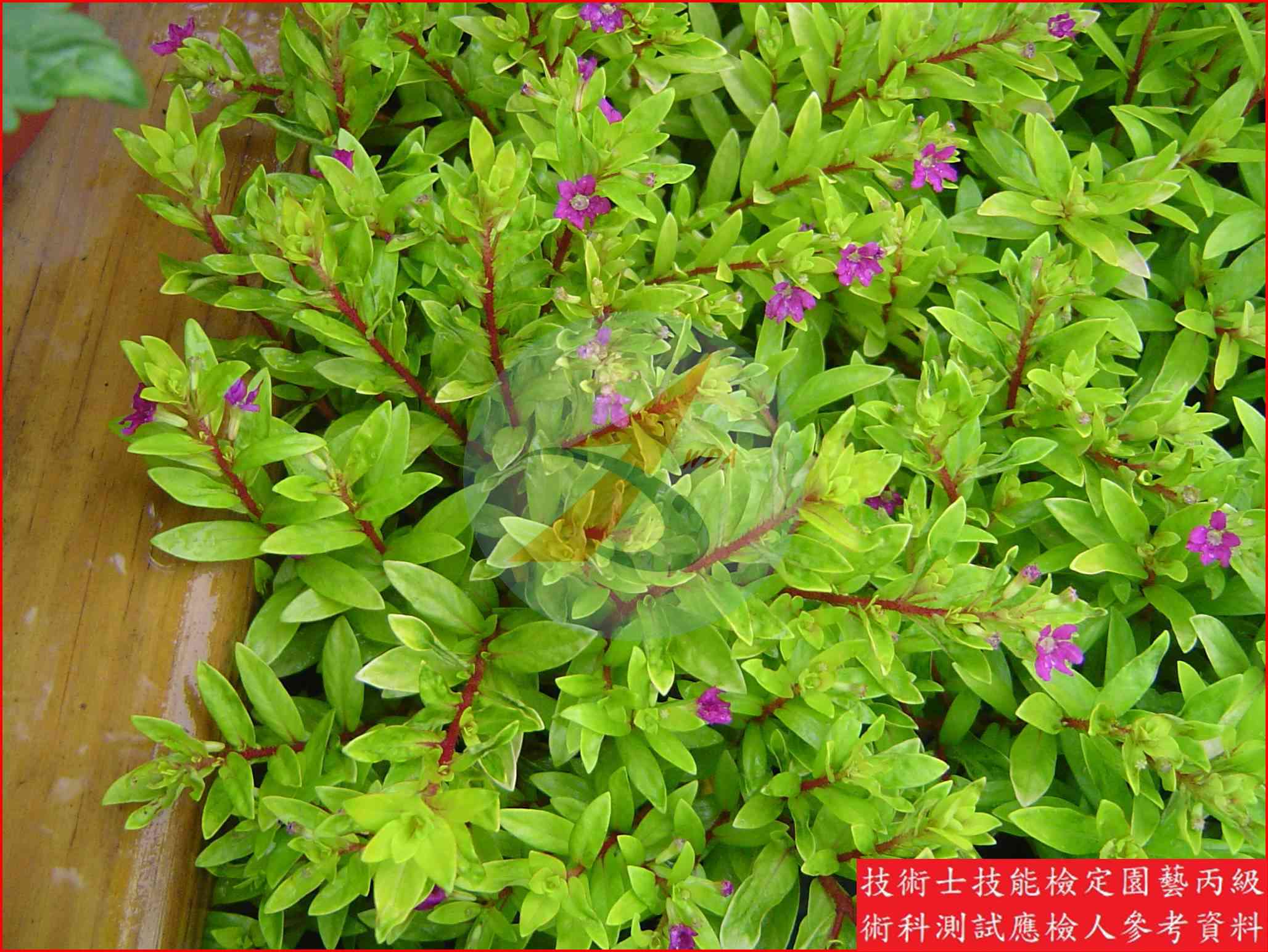 細葉雪茄花 園藝丙級識別圖片 4