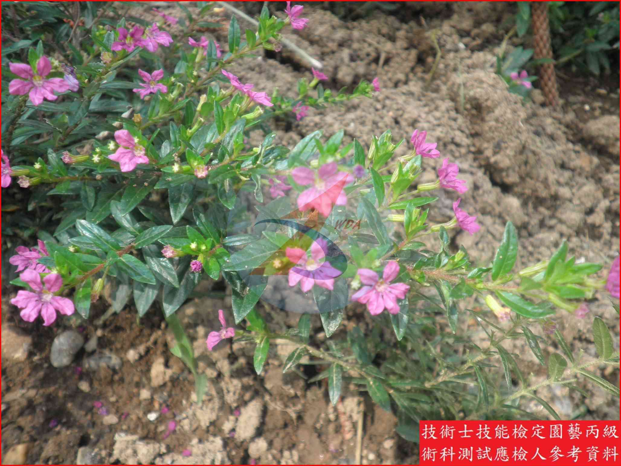 細葉雪茄花 園藝丙級識別圖片 5