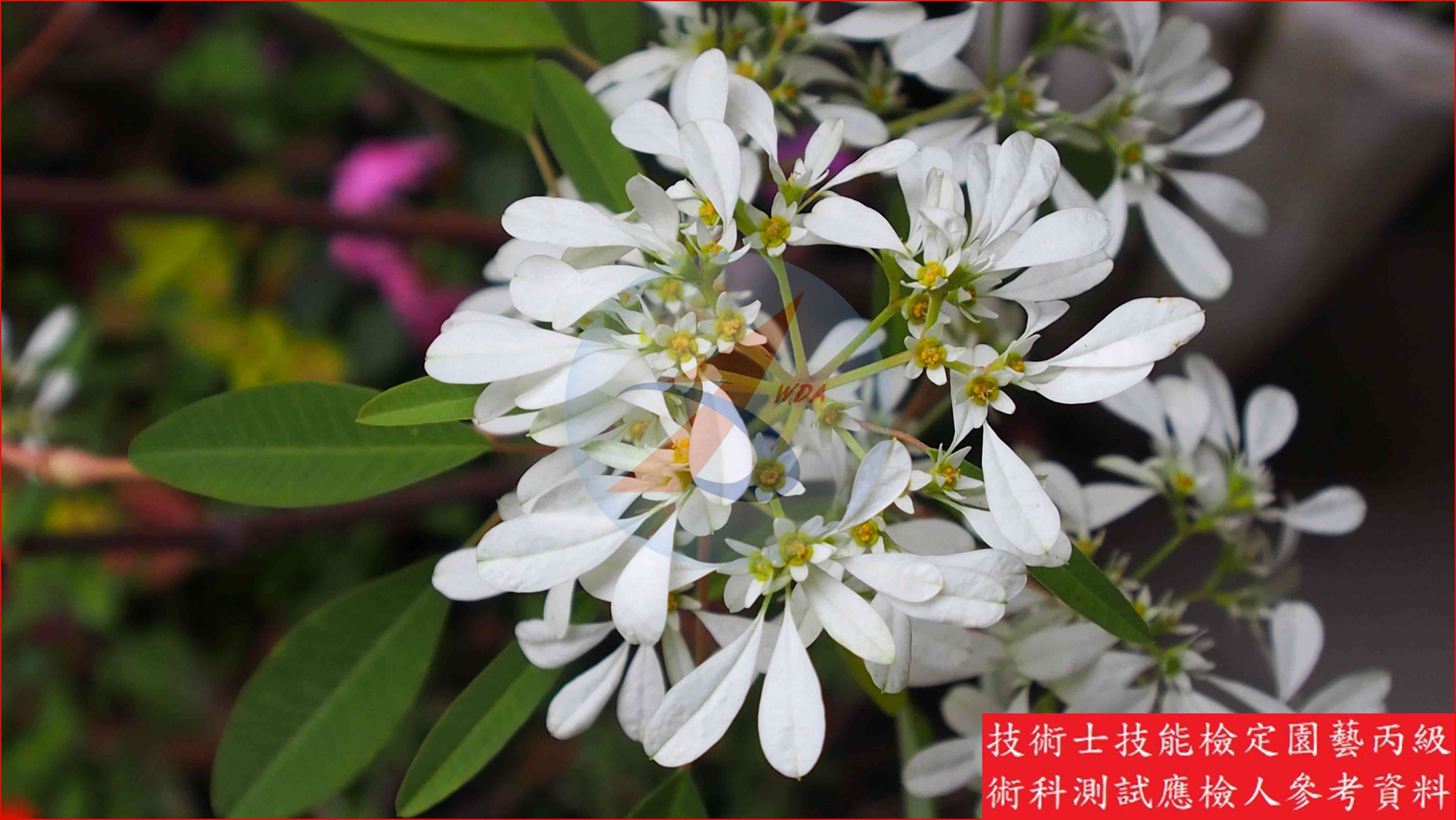 白雪木 園藝丙級辨識圖片