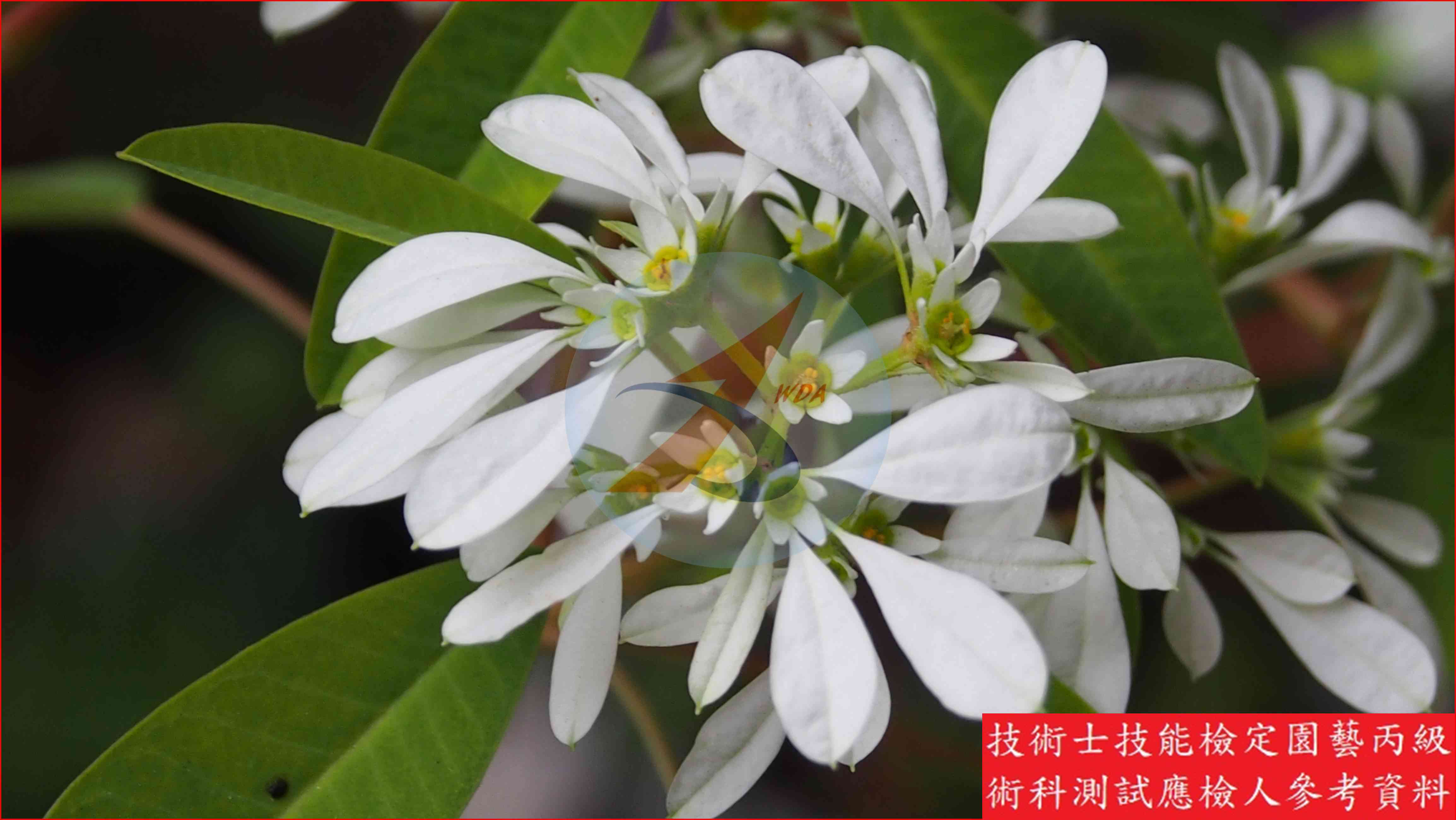 白雪木 園藝丙級識別圖片 2