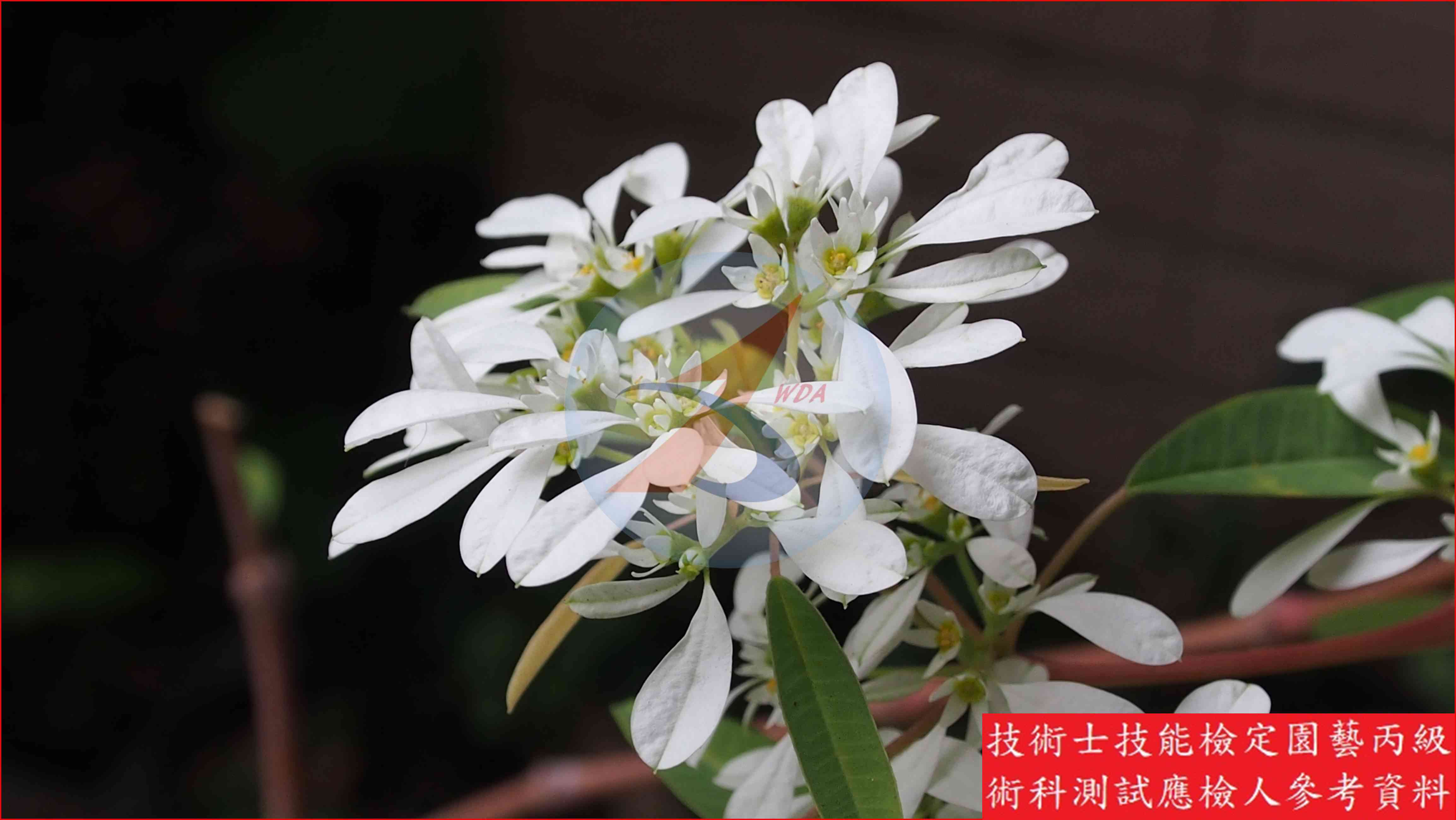 白雪木 園藝丙級識別圖片 3