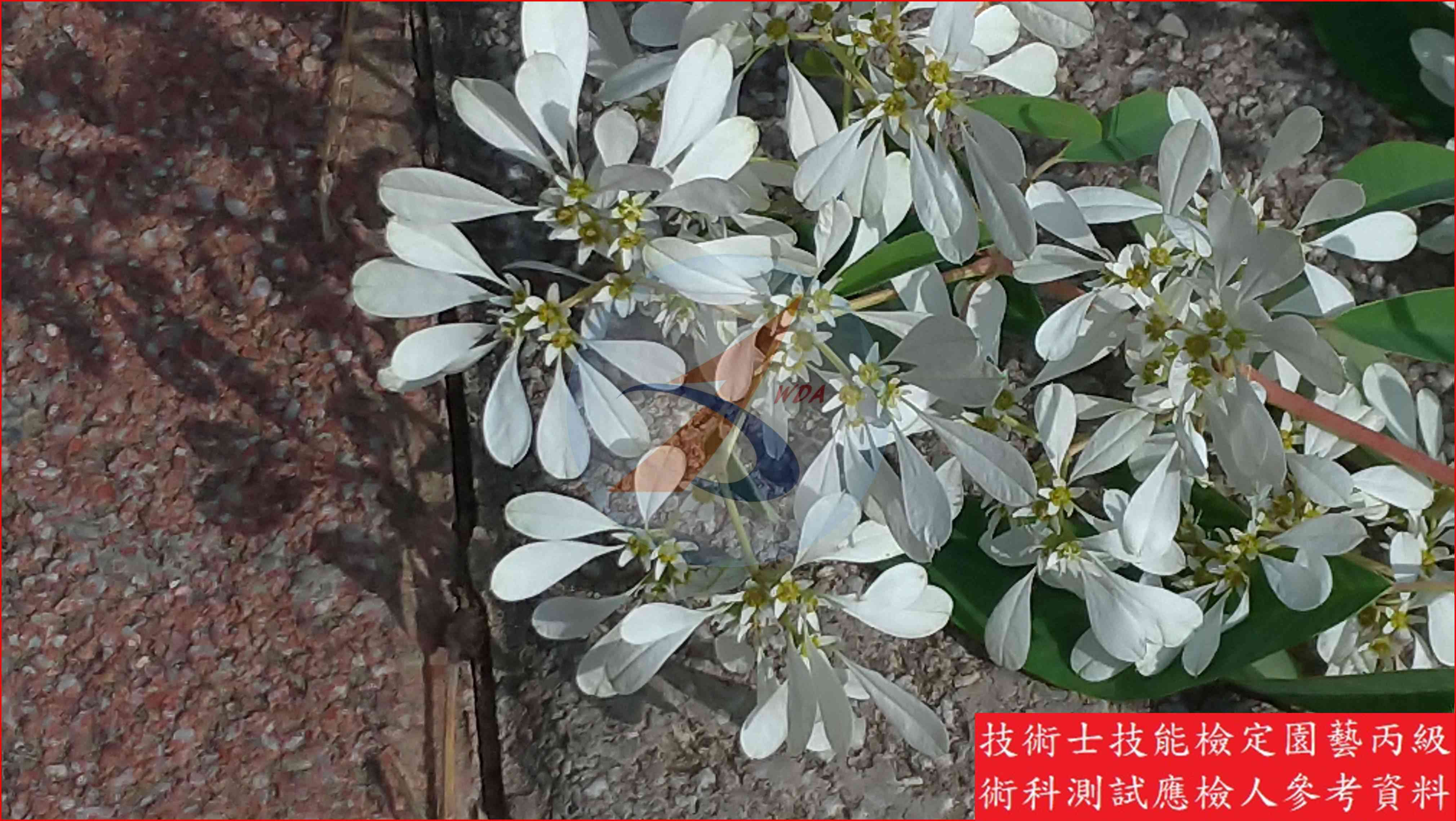 白雪木 園藝丙級識別圖片 4