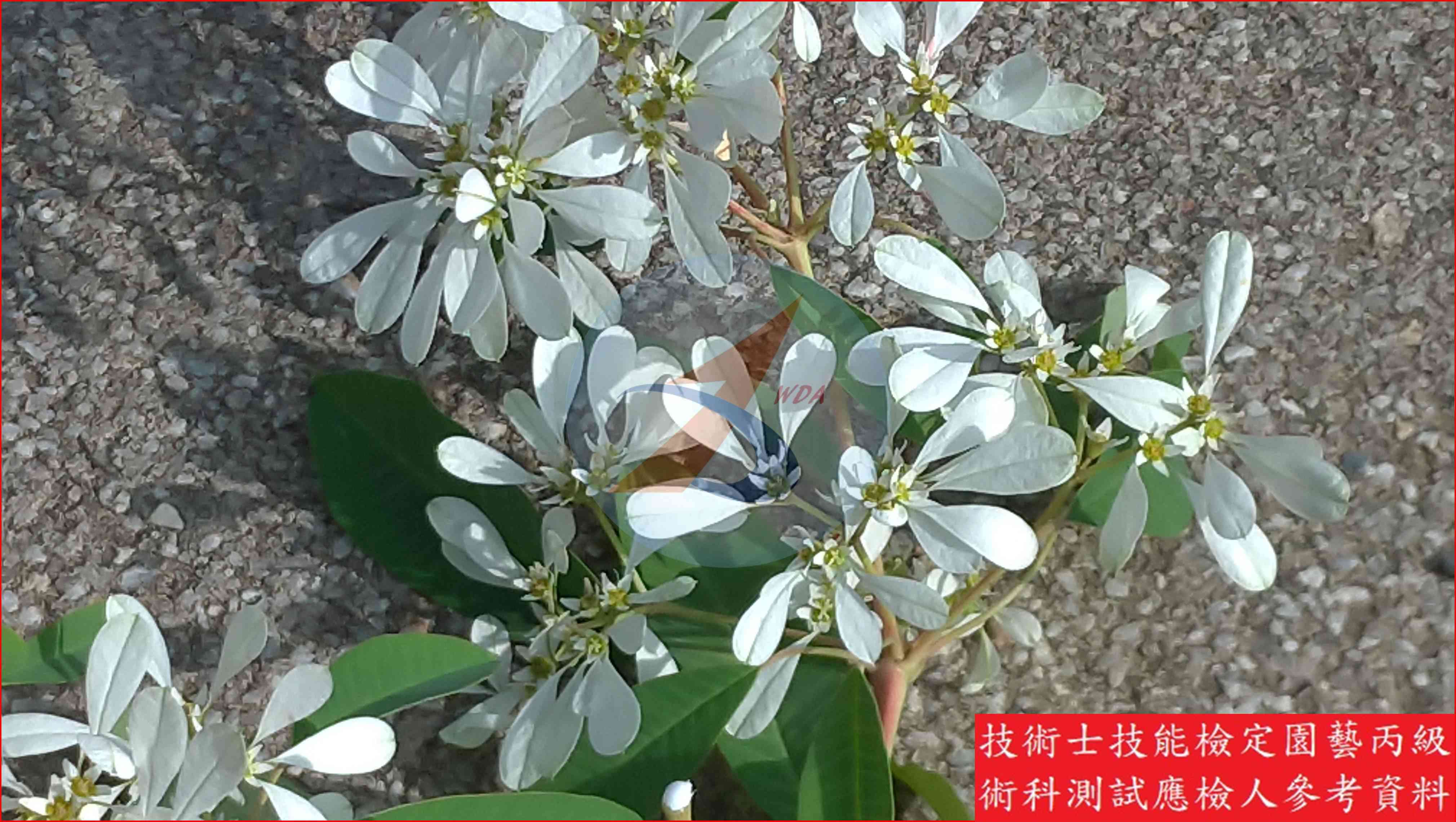 白雪木 園藝丙級識別圖片 5