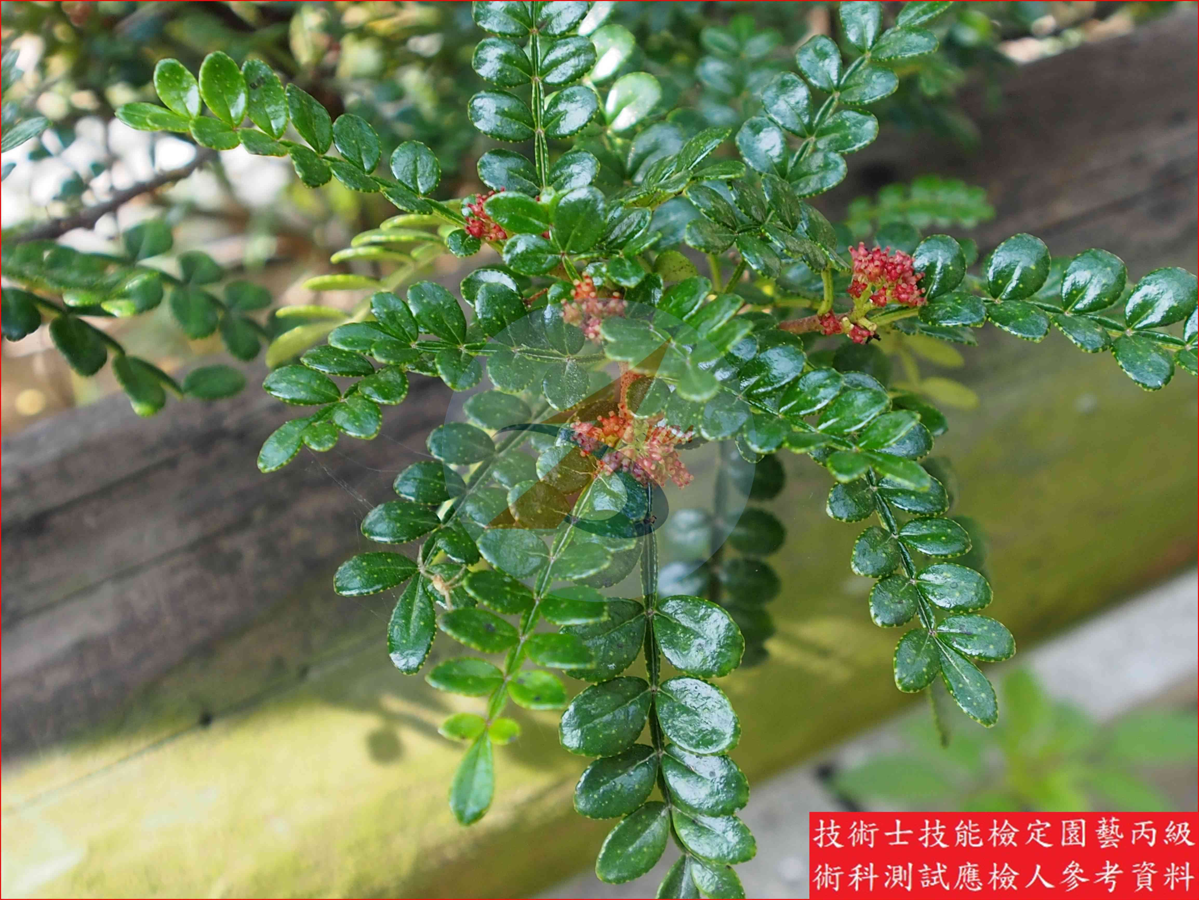 胡椒木 園藝丙級識別圖片 2