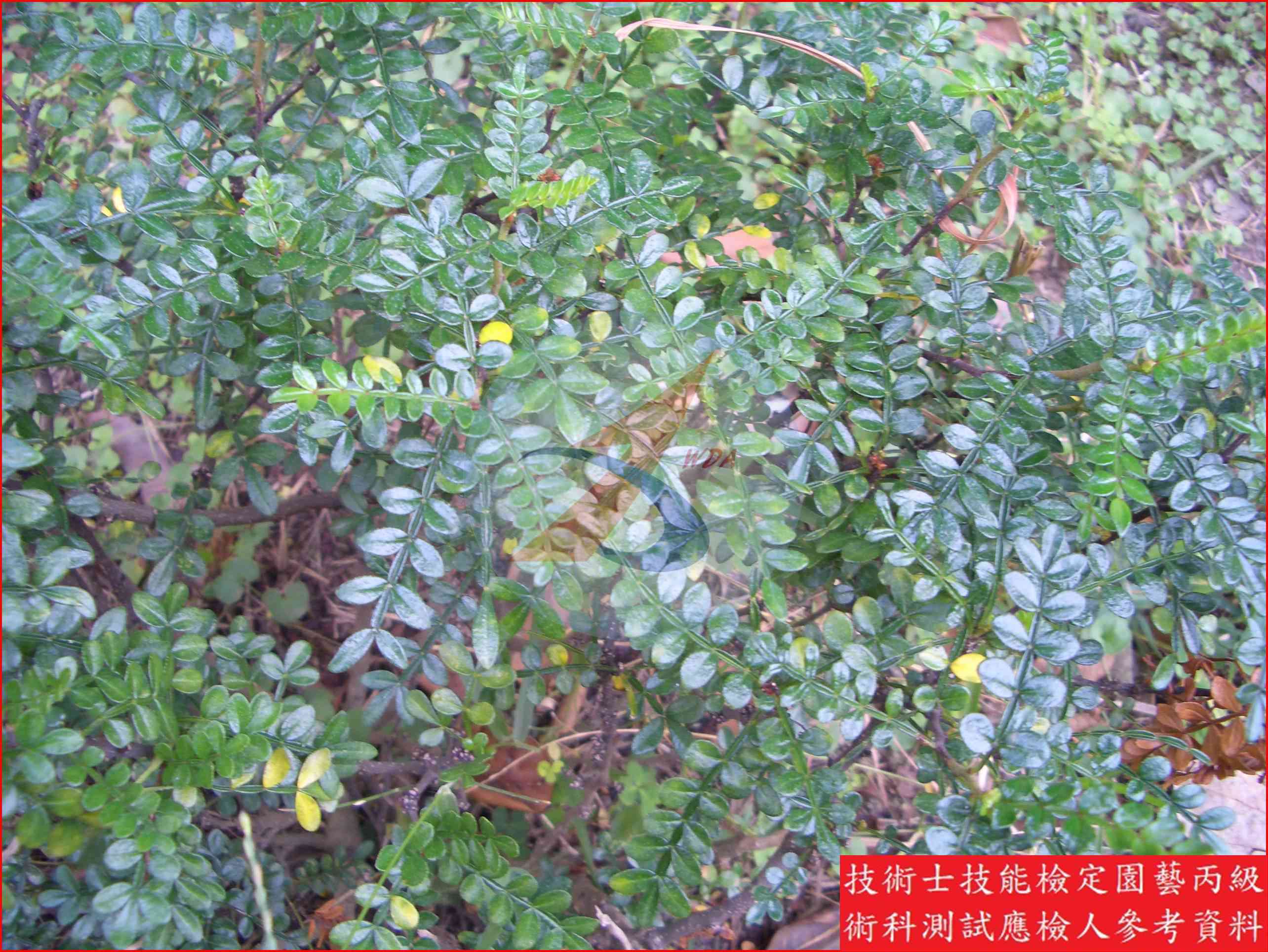 胡椒木 園藝丙級識別圖片 3