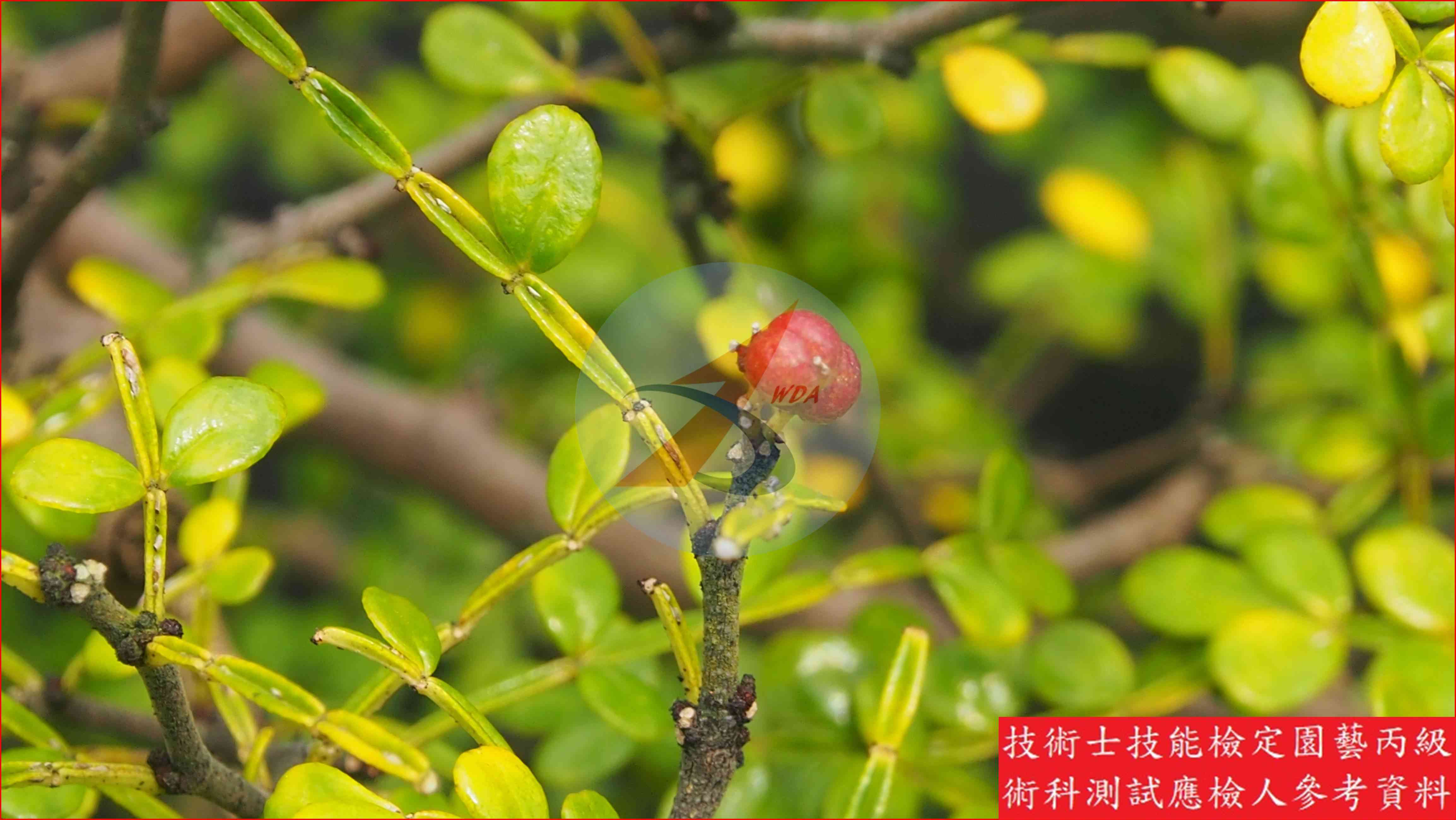 胡椒木 園藝丙級識別圖片 4