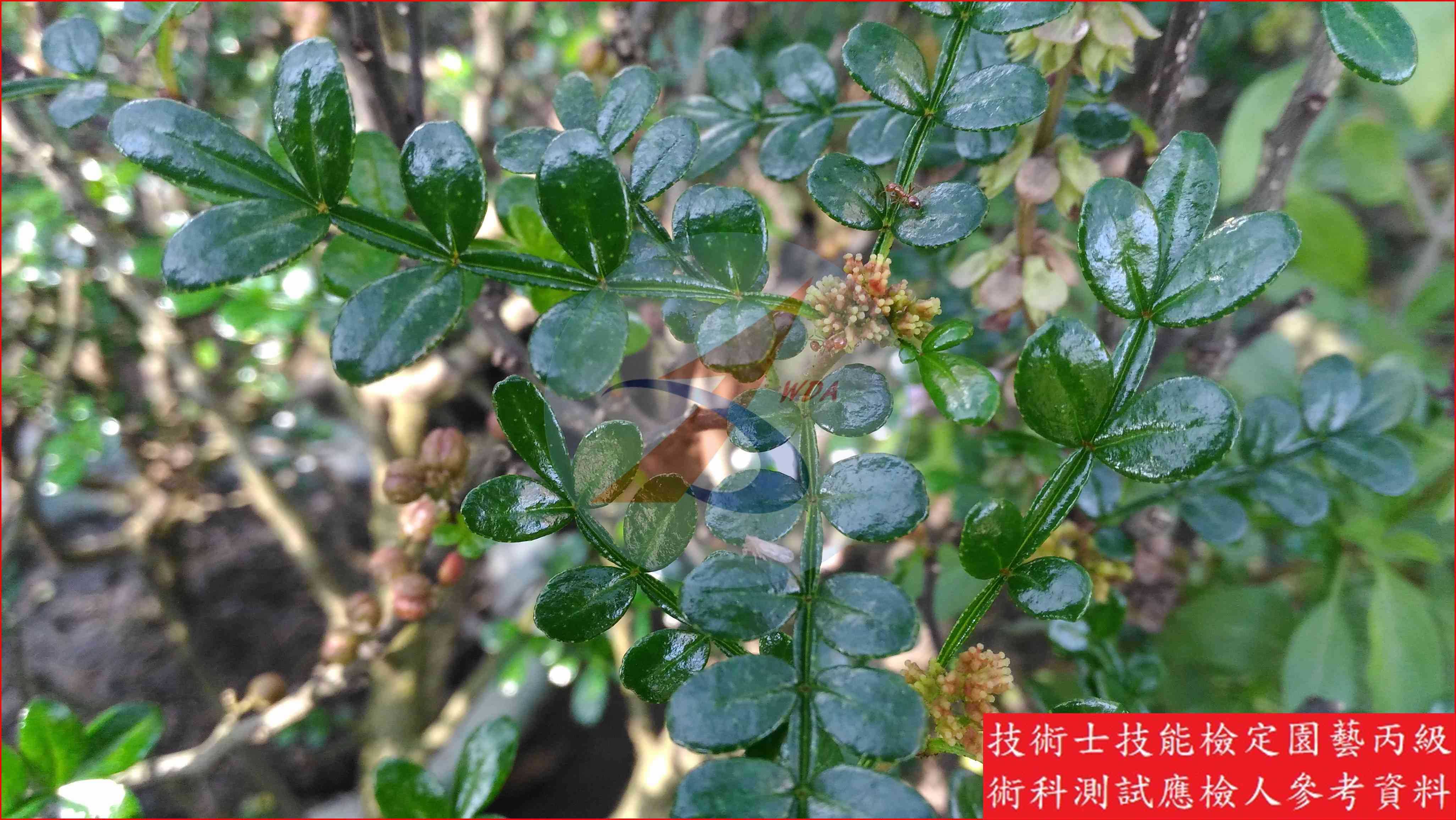 胡椒木 園藝丙級識別圖片 5