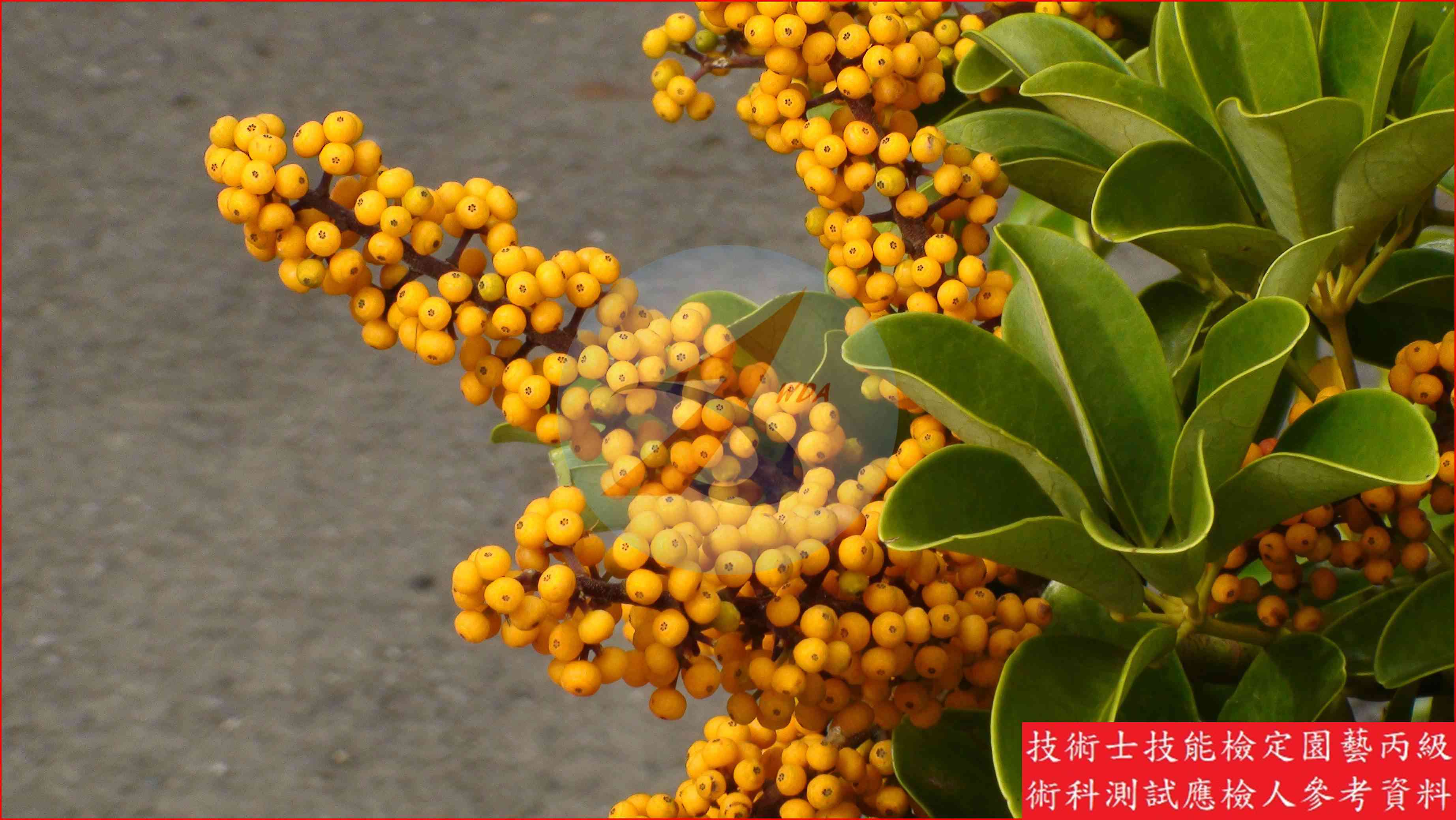 鵝掌藤 園藝丙級識別圖片 2