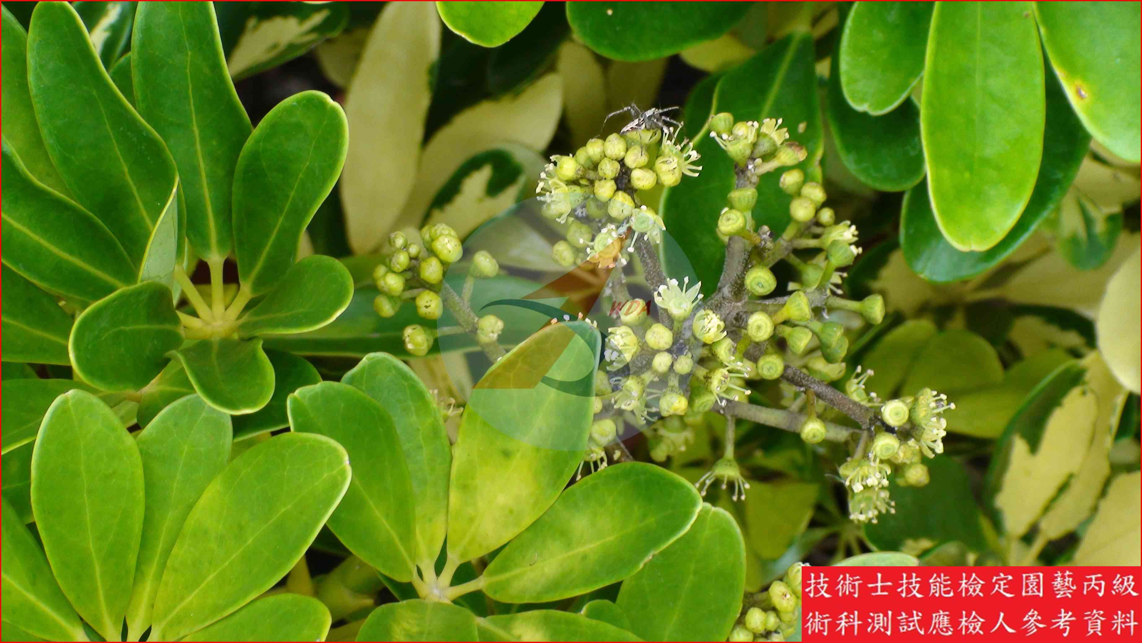 鵝掌藤 園藝丙級識別圖片 3