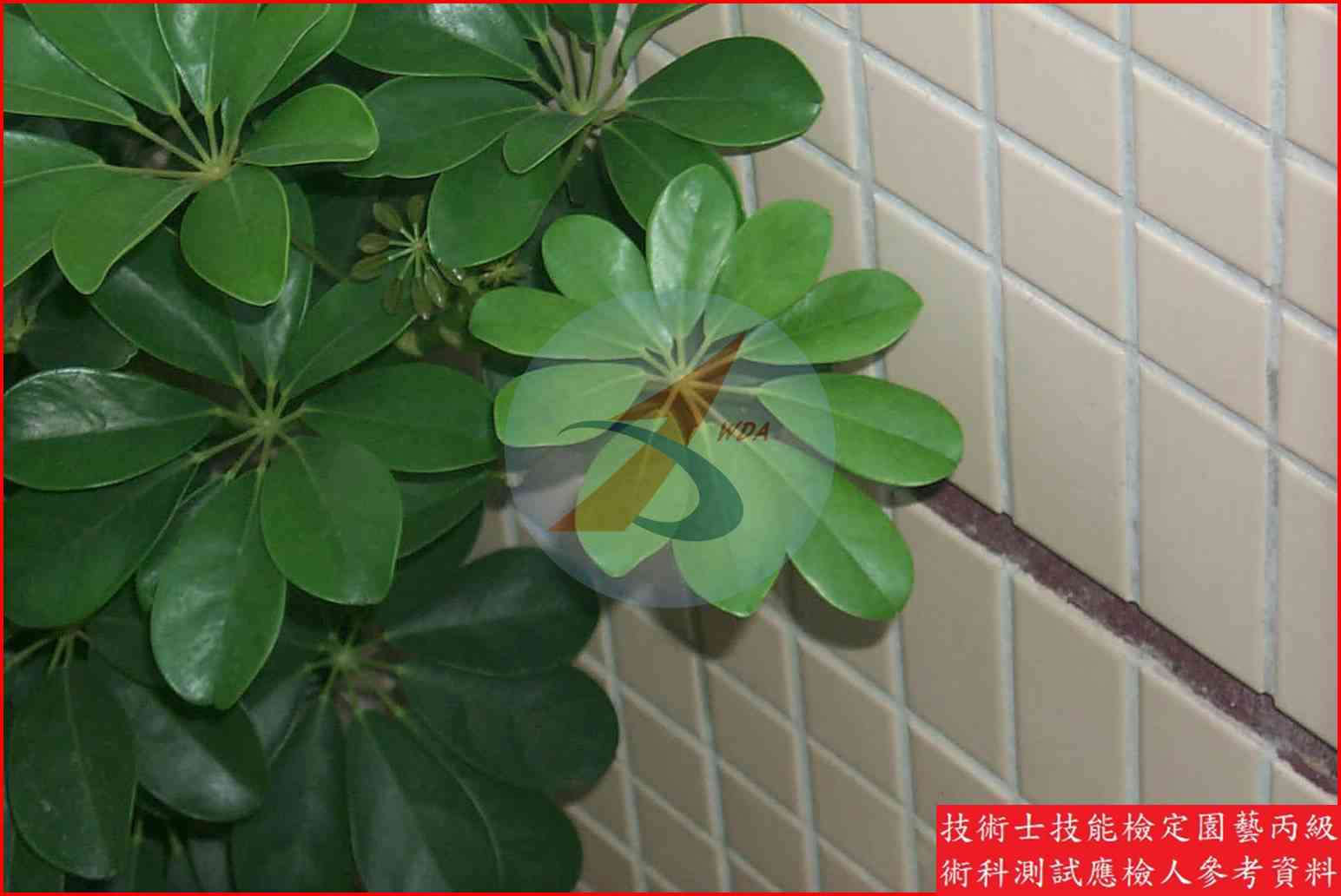 鵝掌藤 園藝丙級識別圖片 4