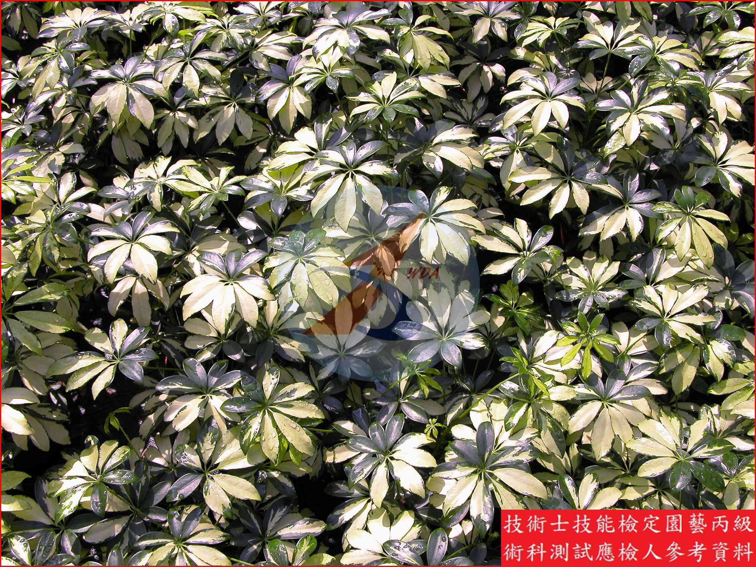 鵝掌藤 園藝丙級識別圖片 5