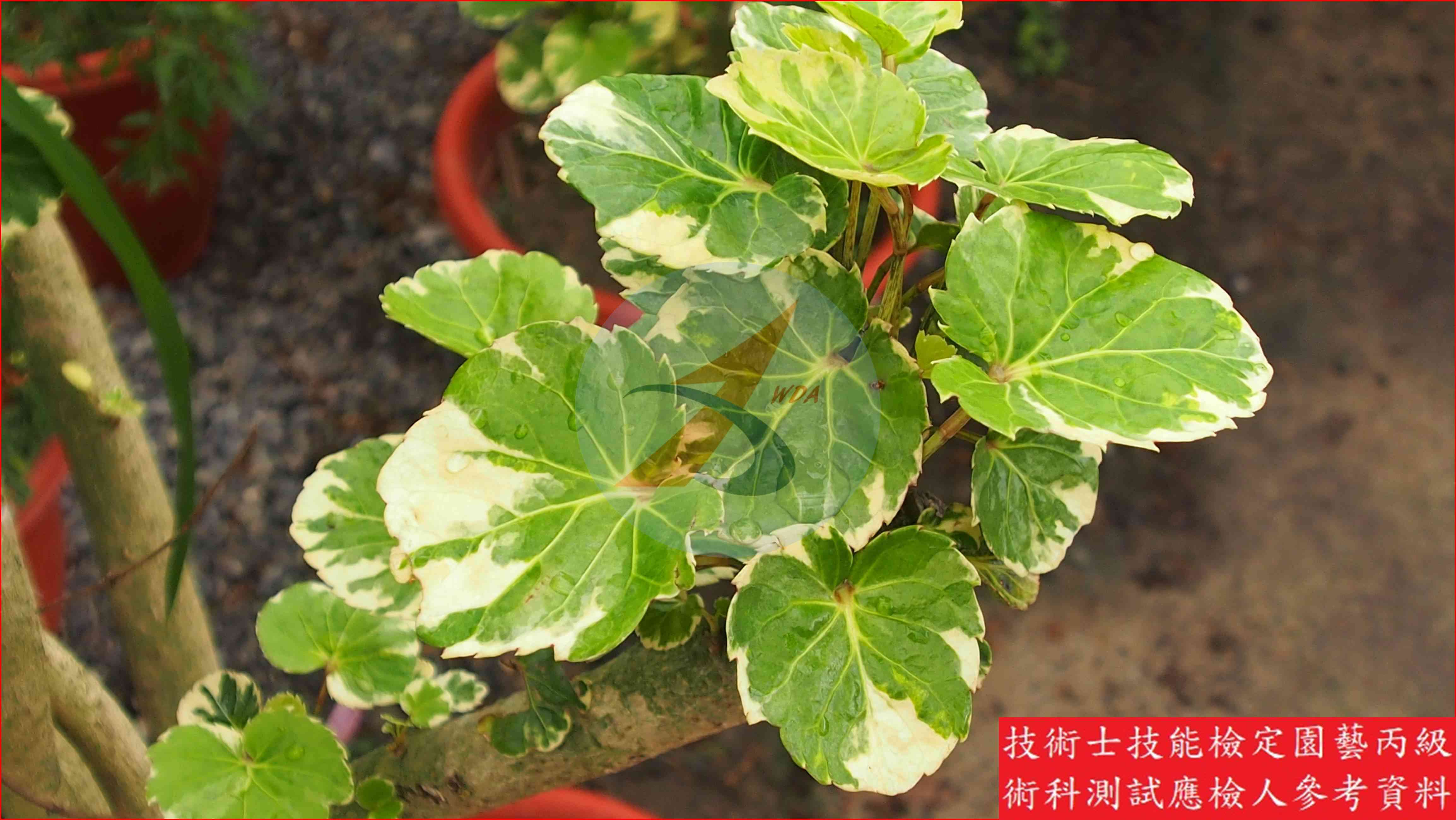 福祿桐 園藝丙級識別主圖
