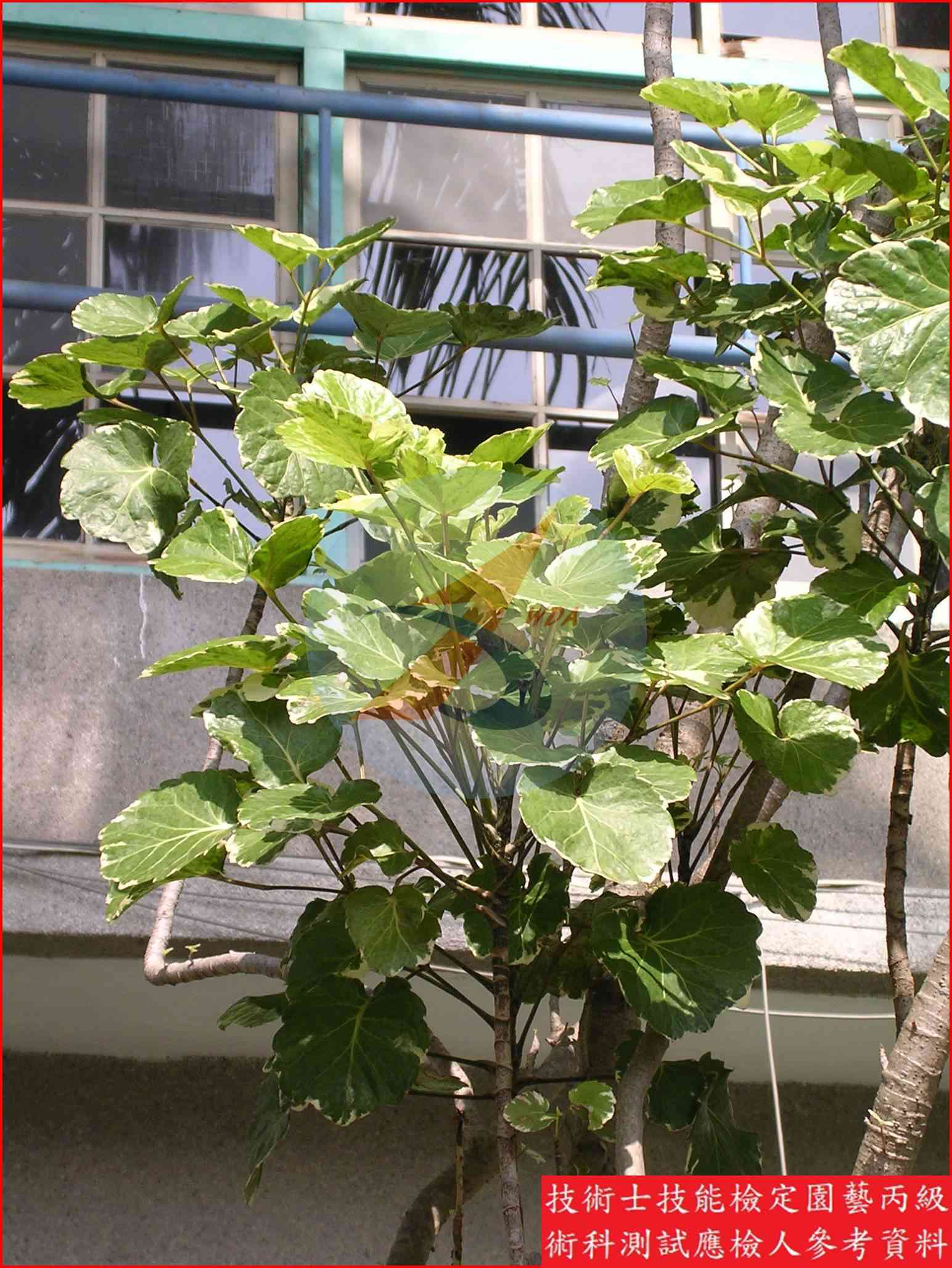 福祿桐 園藝丙級識別圖片 2
