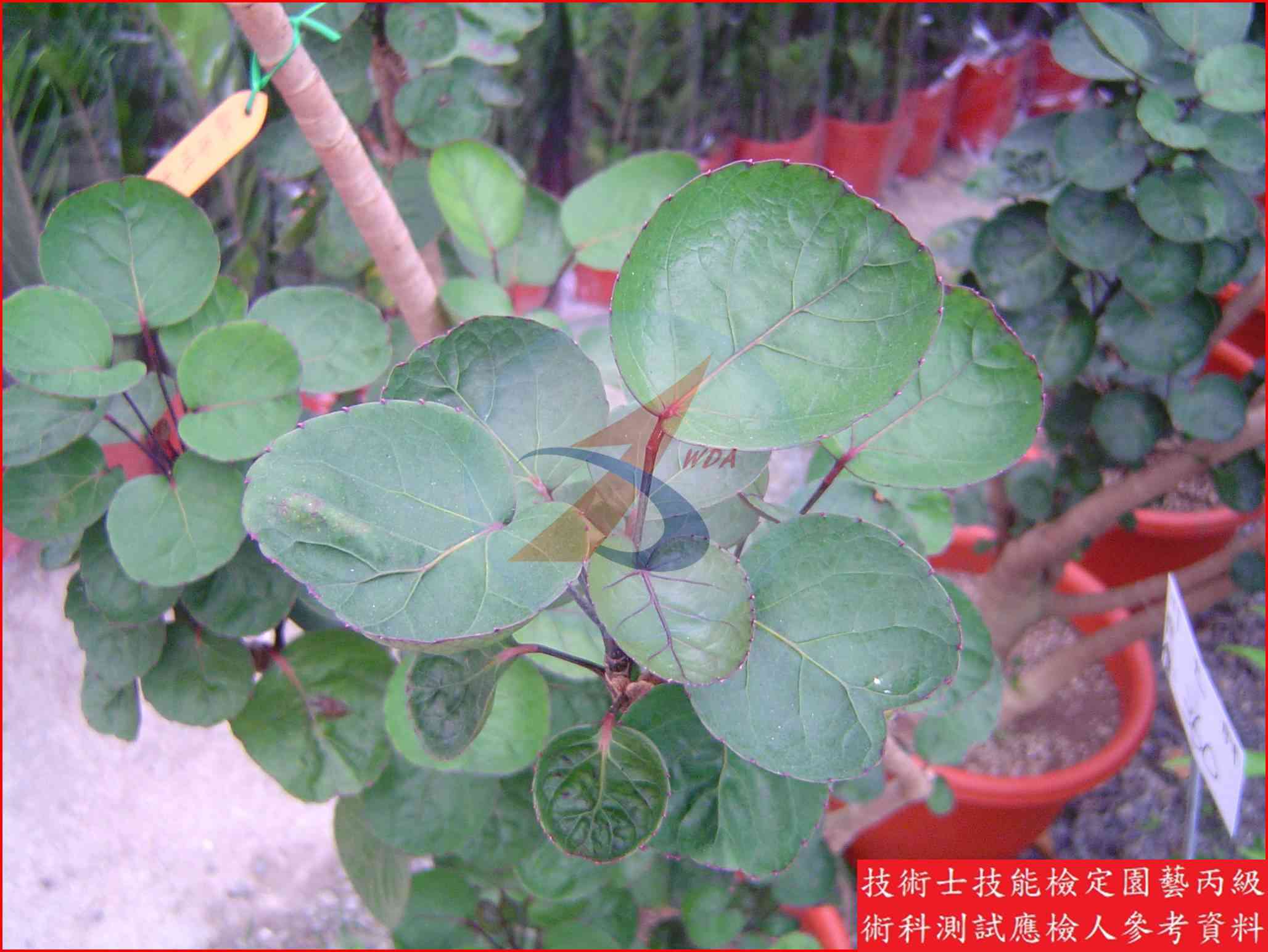 福祿桐 園藝丙級識別圖片 3