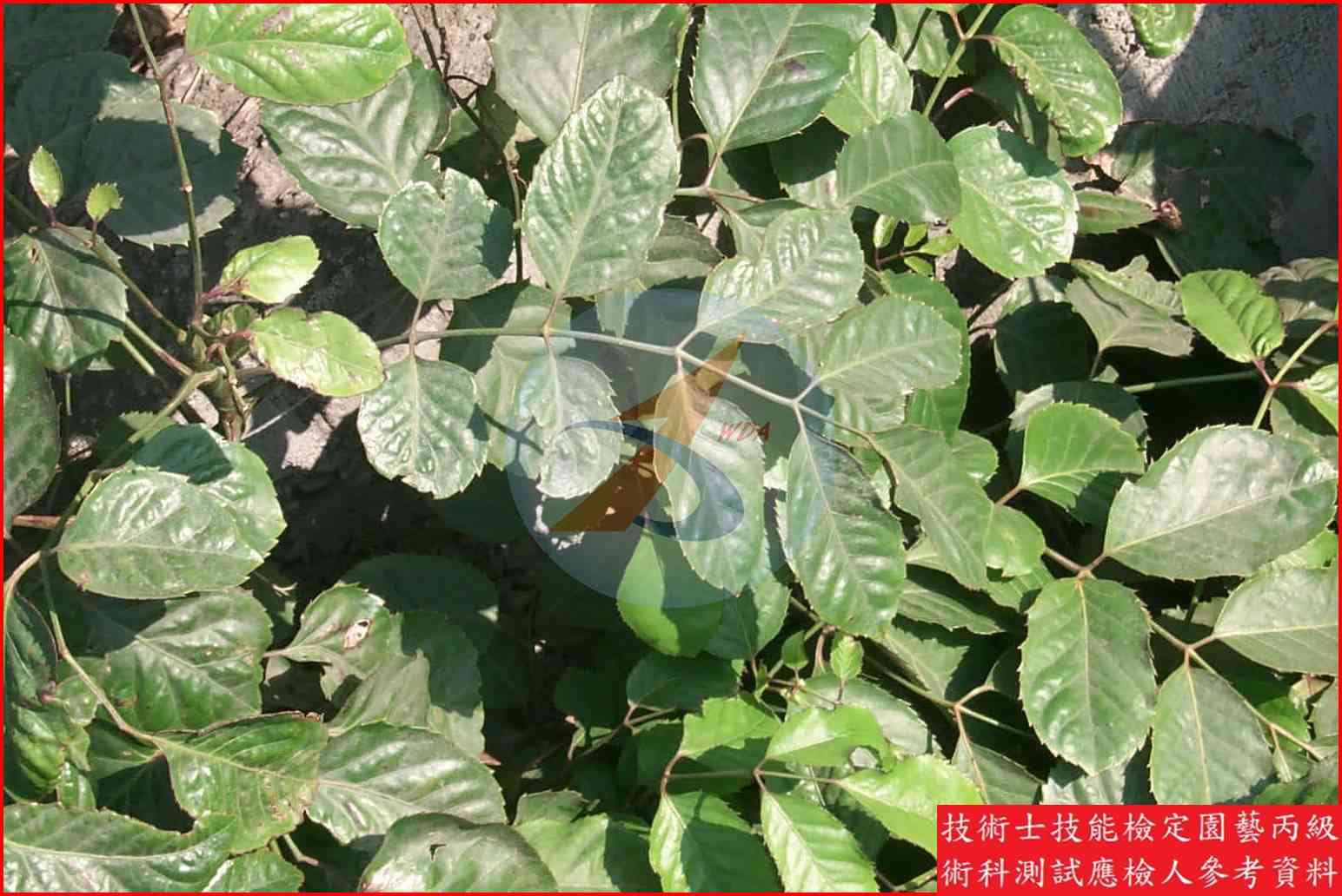 福祿桐 園藝丙級識別圖片 4