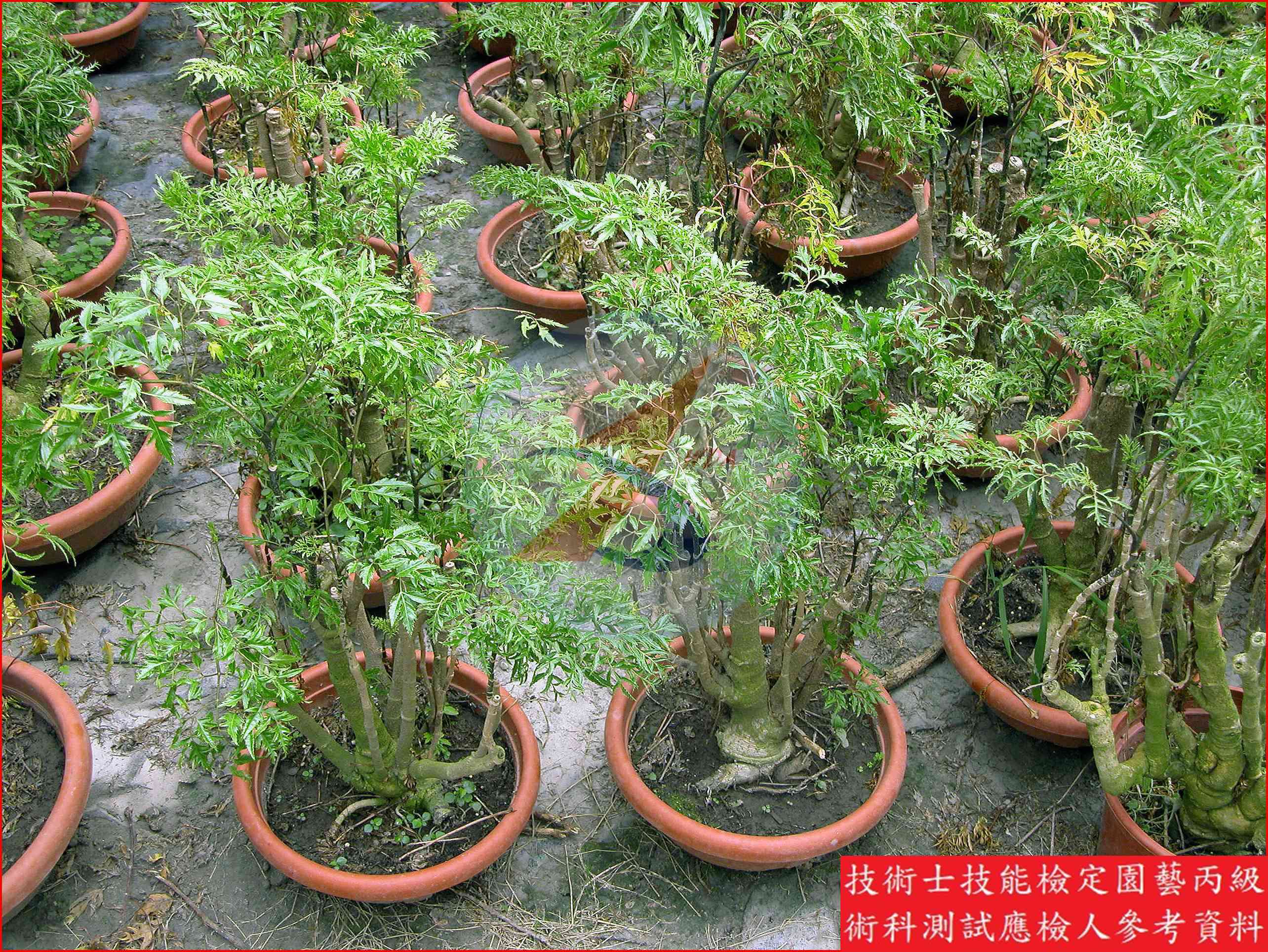 福祿桐 園藝丙級識別圖片 6