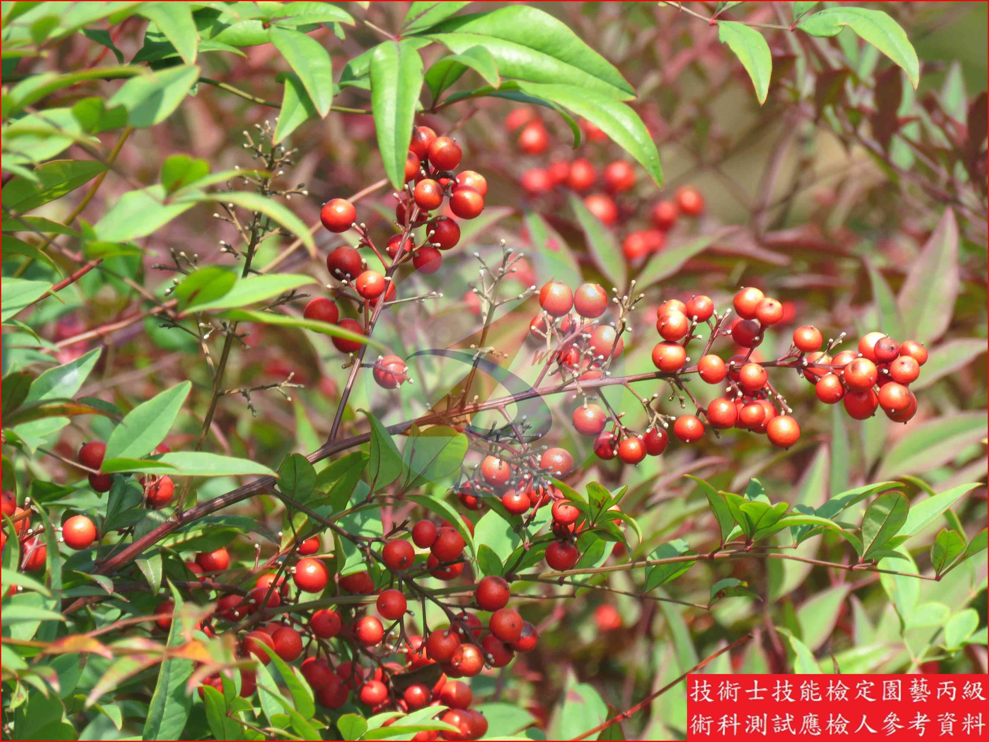 南天竹 園藝丙級辨識圖片