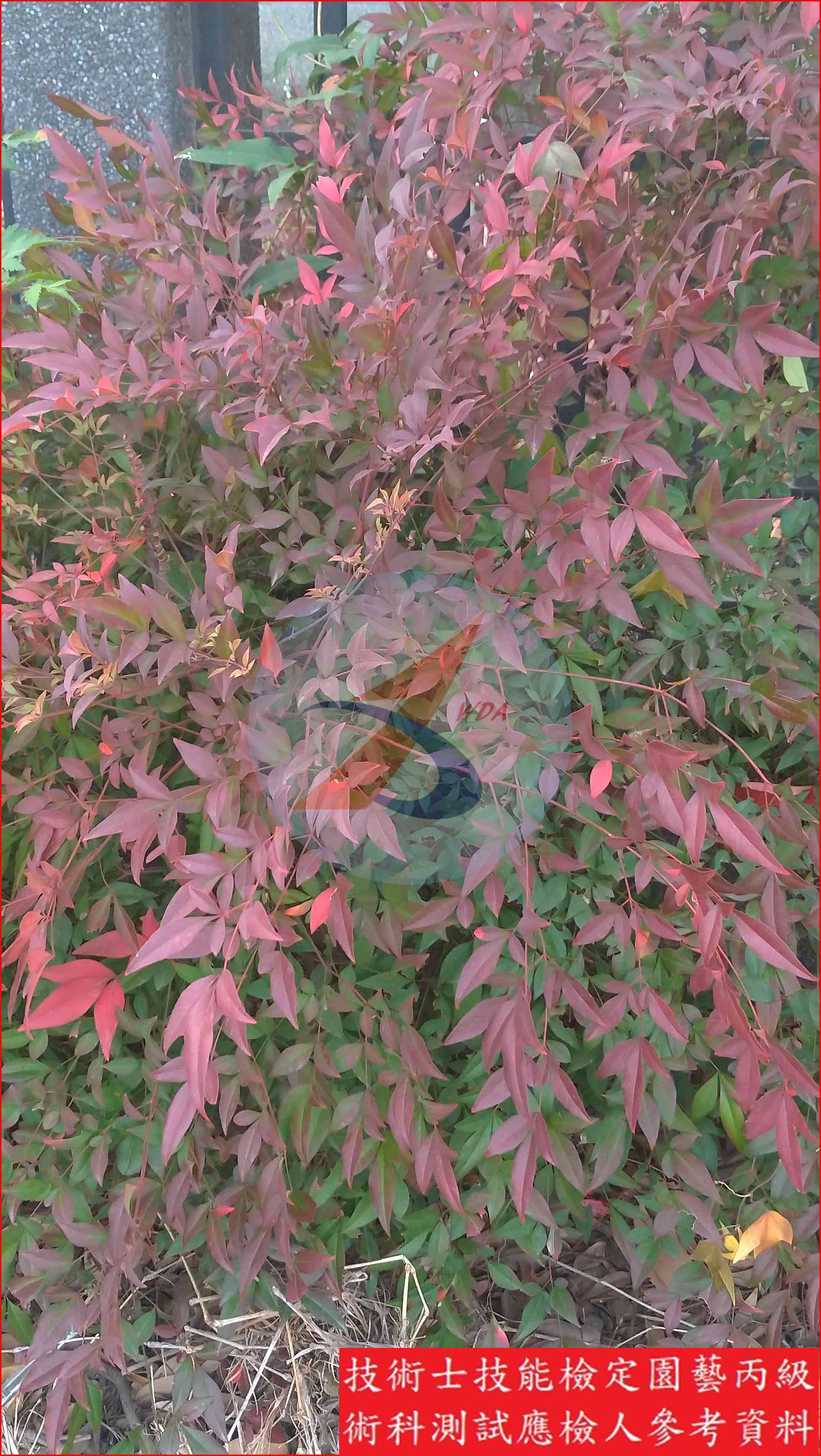 南天竹 園藝丙級識別圖片 3