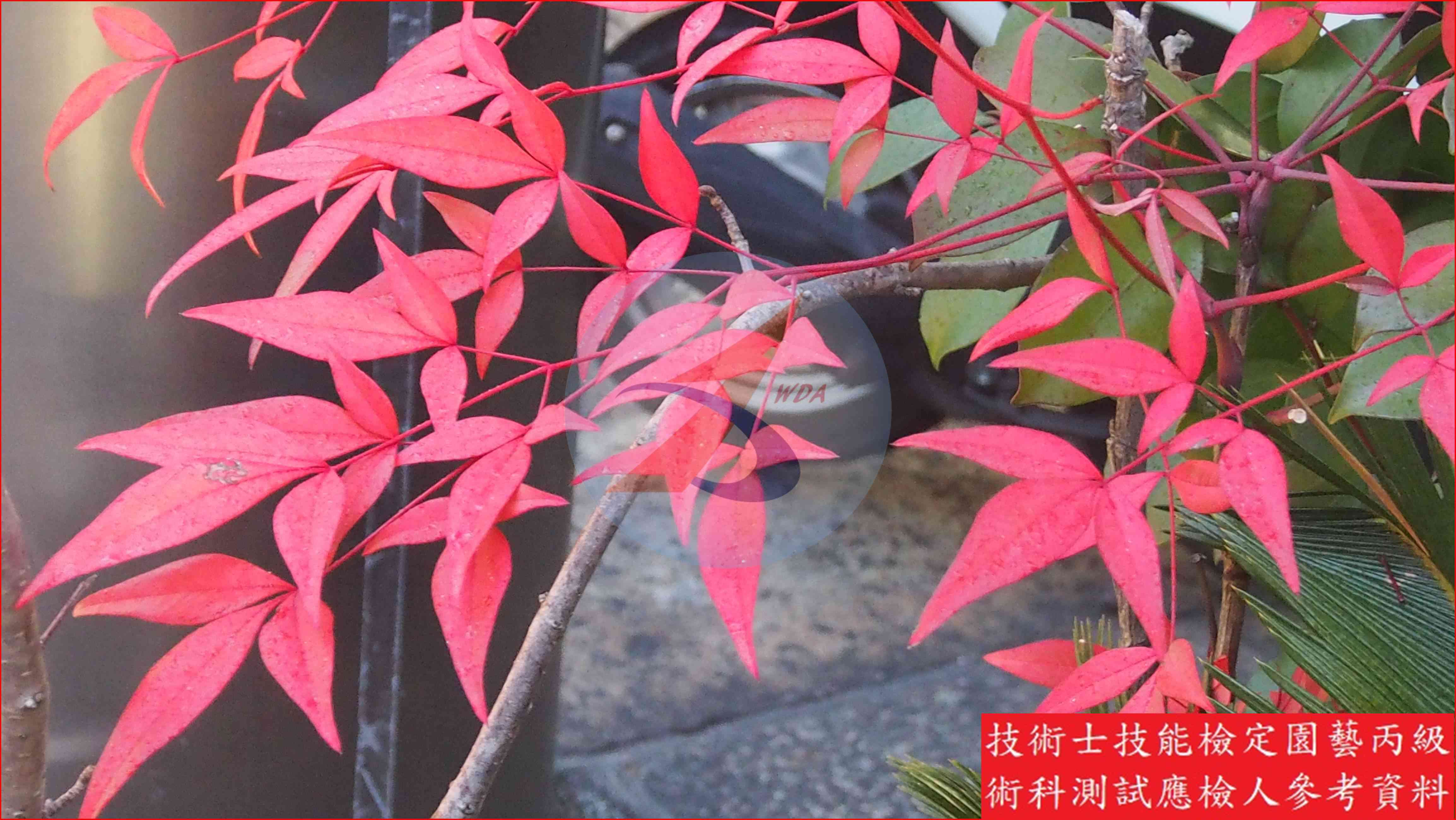 南天竹 園藝丙級識別圖片 4