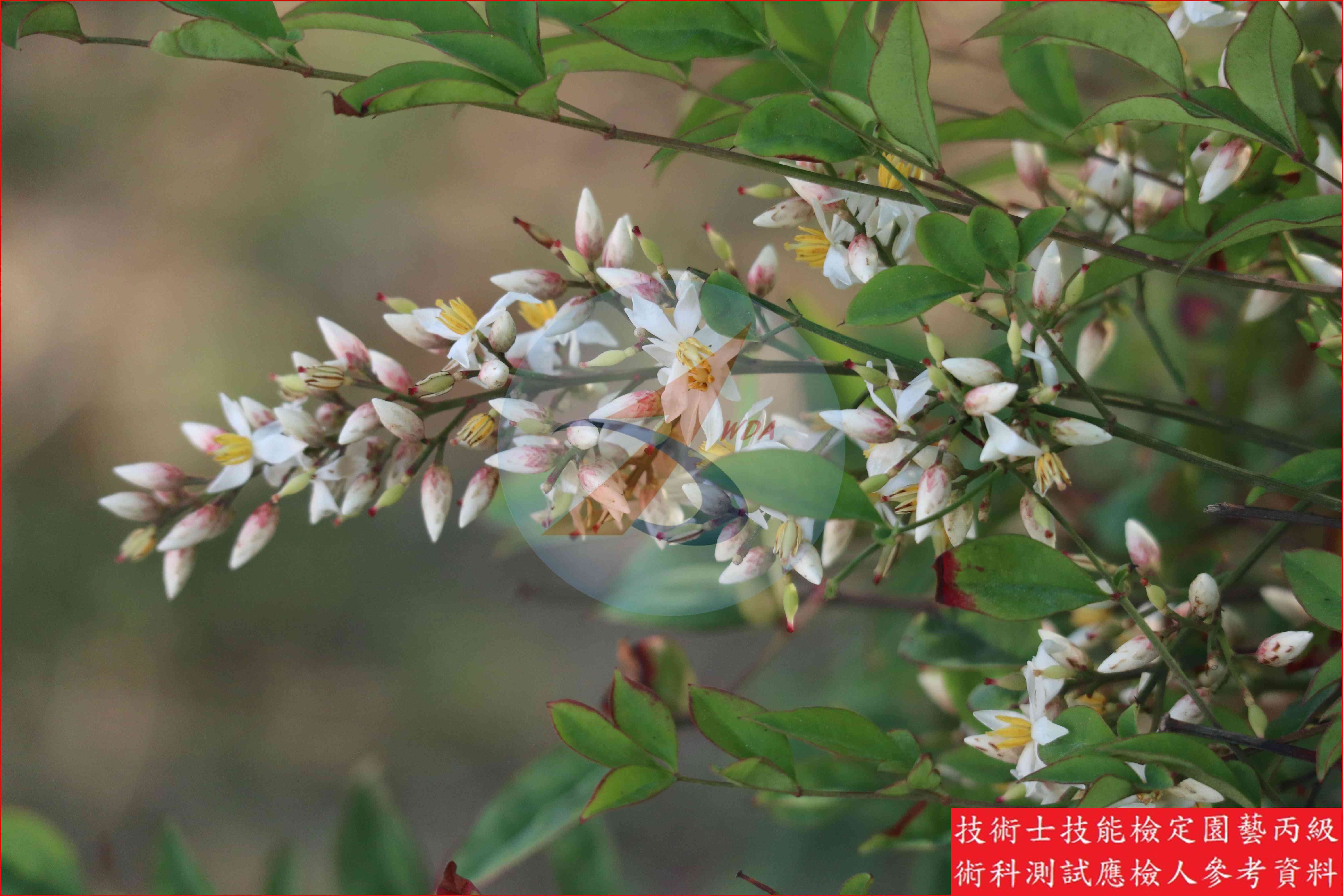 南天竹 園藝丙級識別圖片 5
