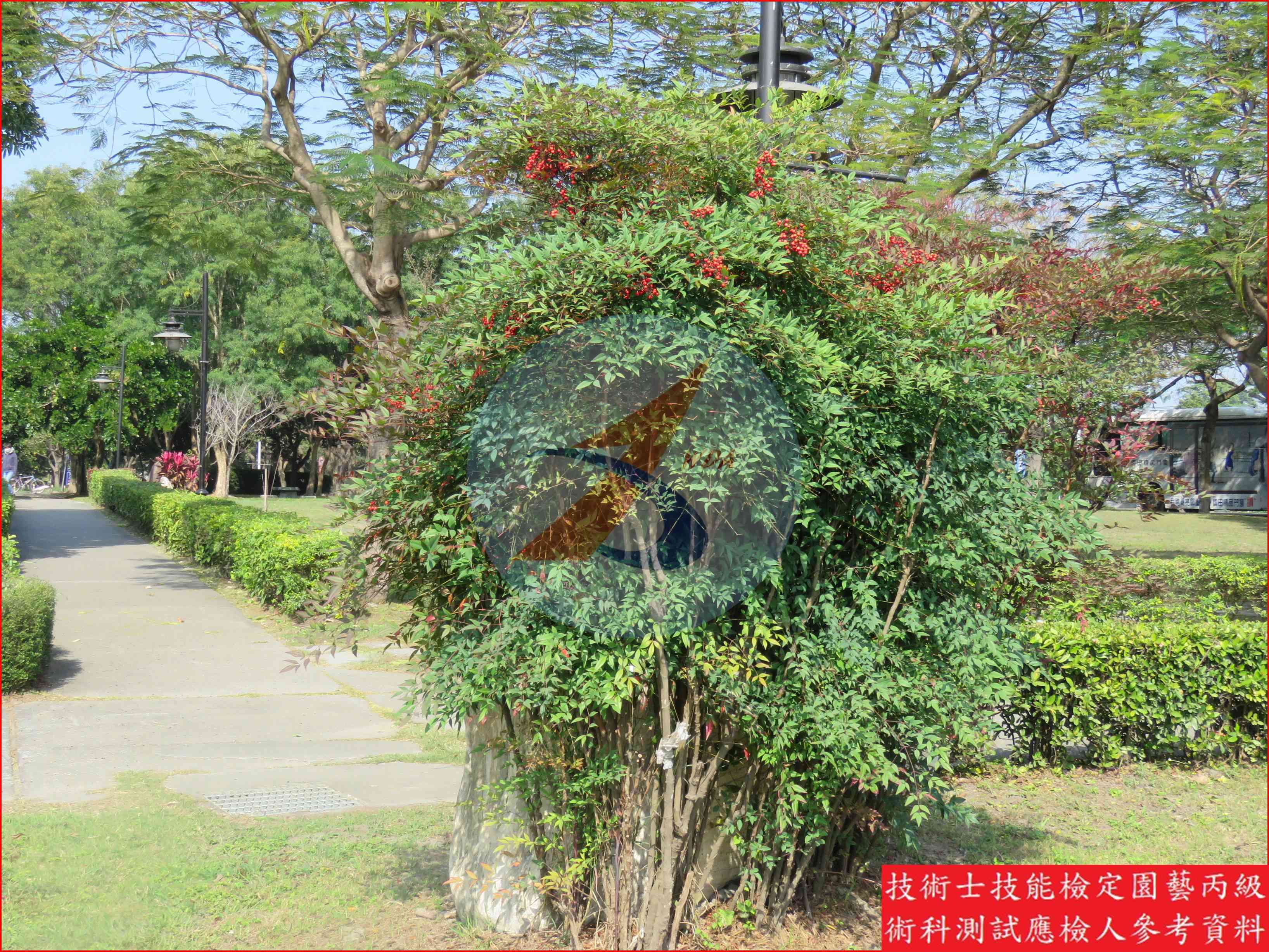 南天竹 園藝丙級識別圖片 6