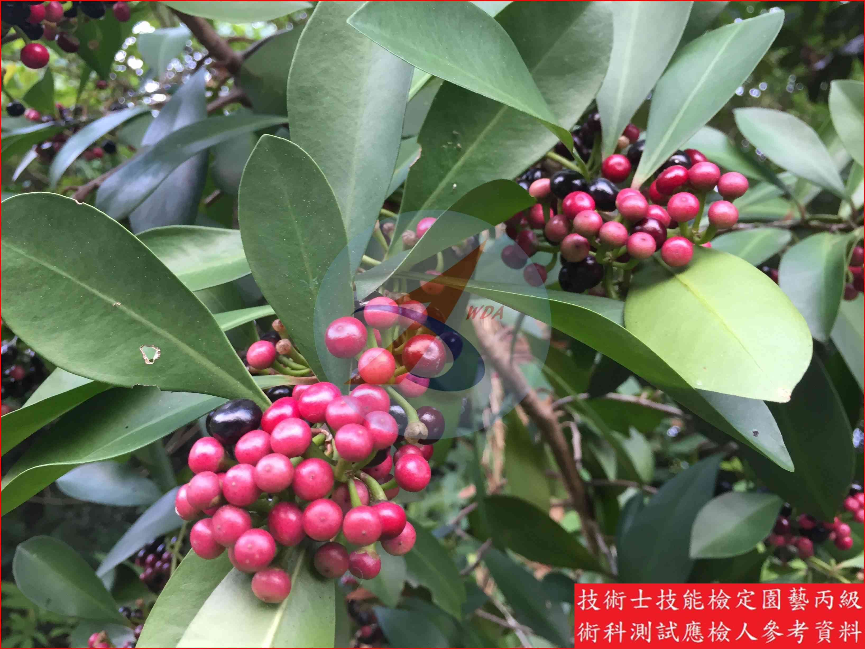 春不老 園藝丙級識別圖片 2