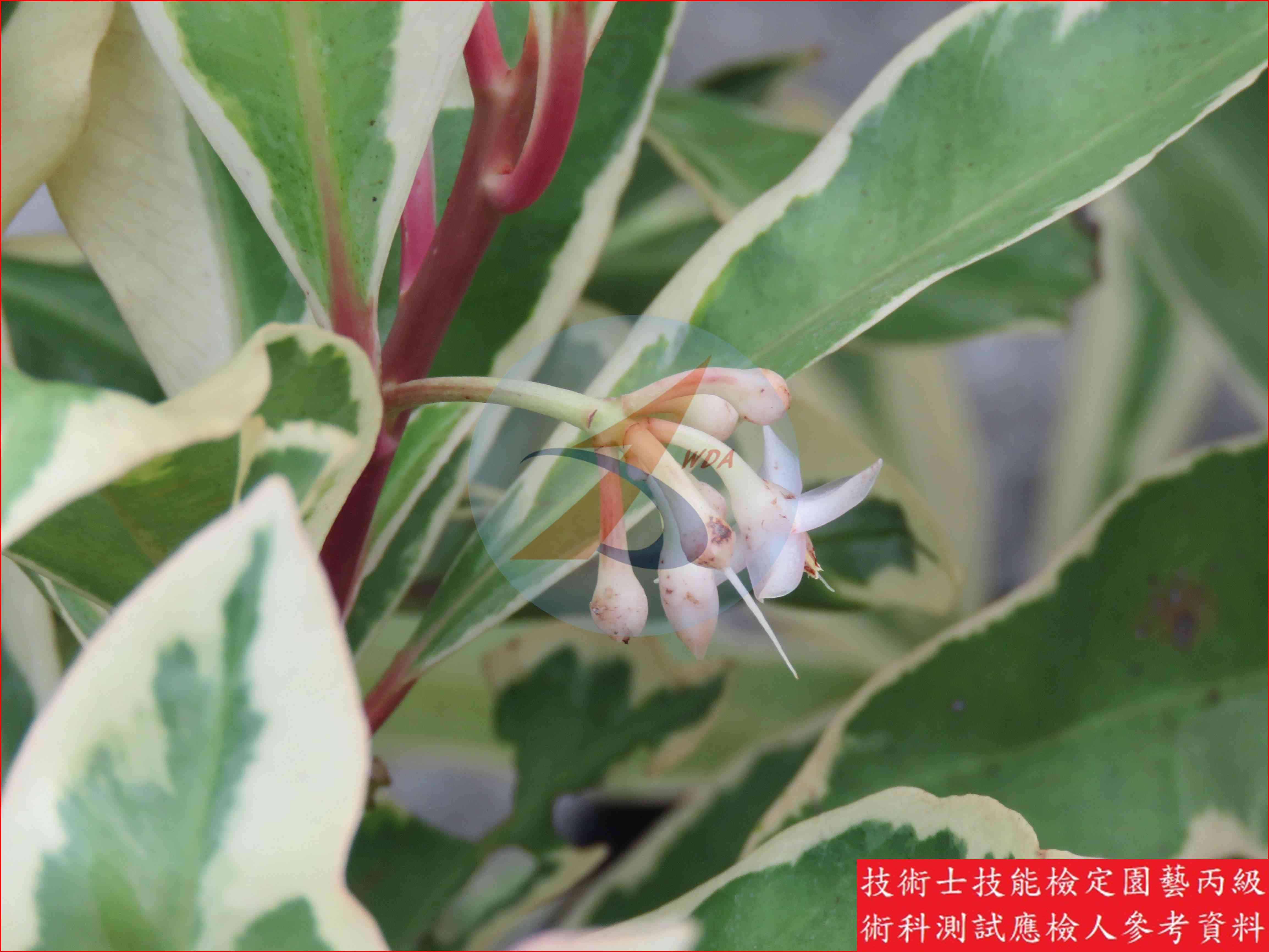 春不老 園藝丙級識別圖片 3