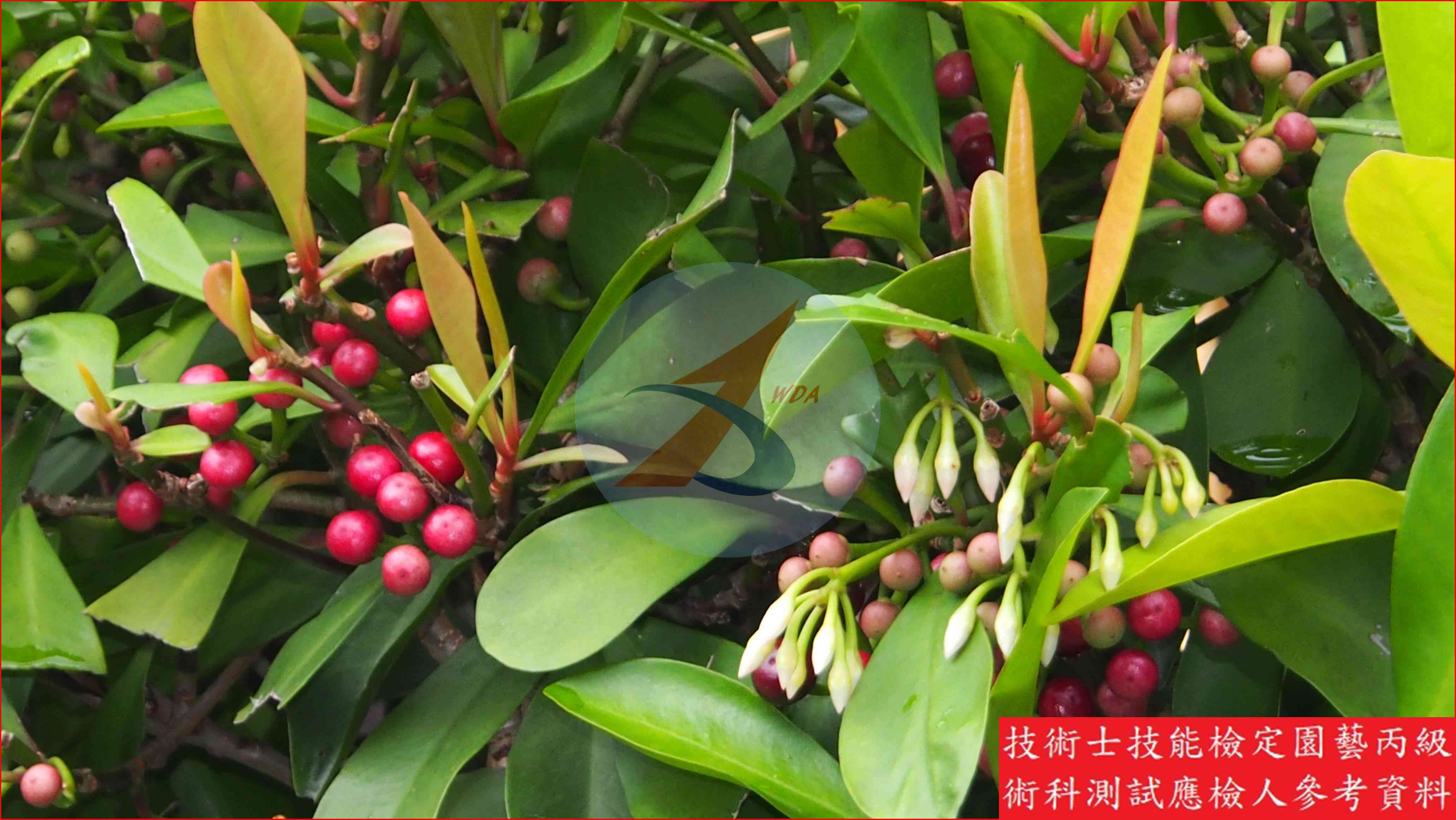 春不老 園藝丙級識別圖片 5