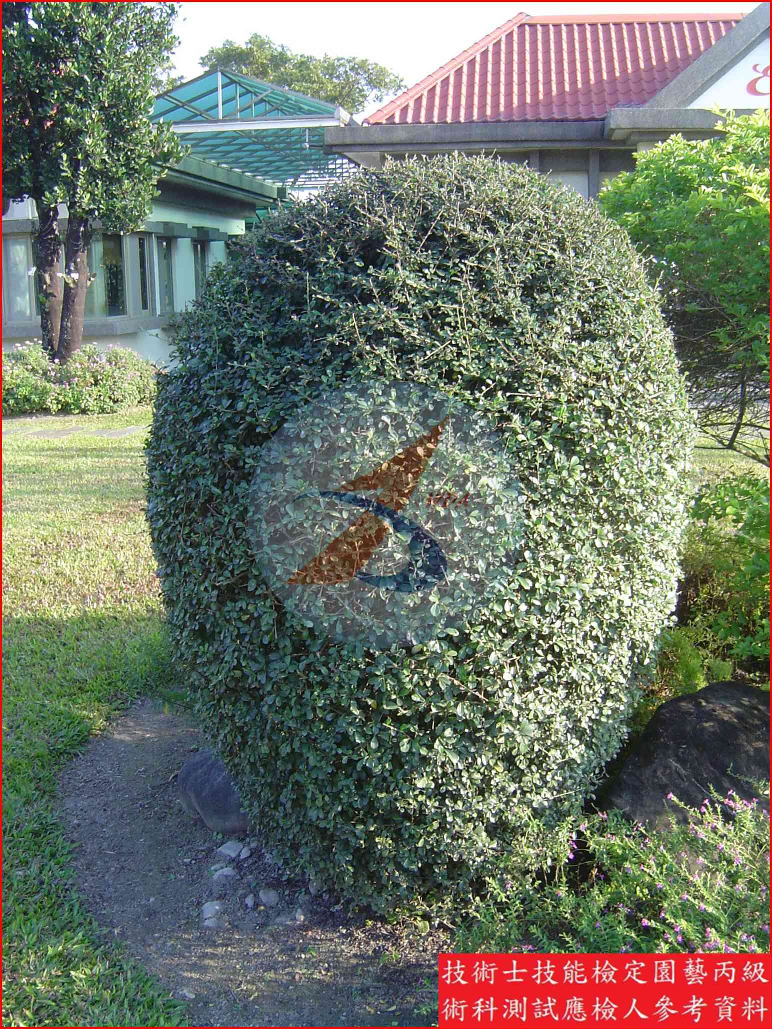 福建茶 園藝丙級辨識圖片