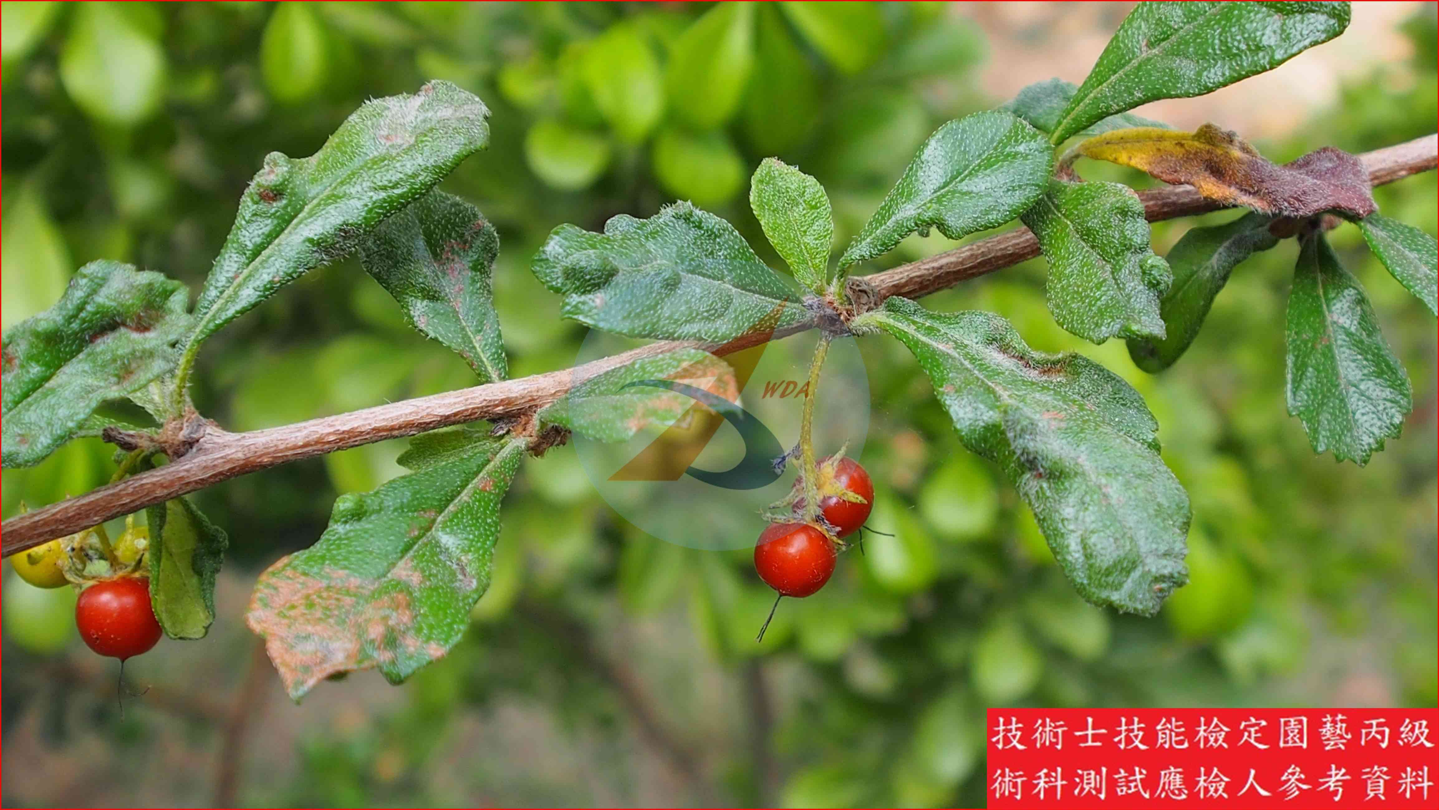 福建茶 園藝丙級識別圖片 2