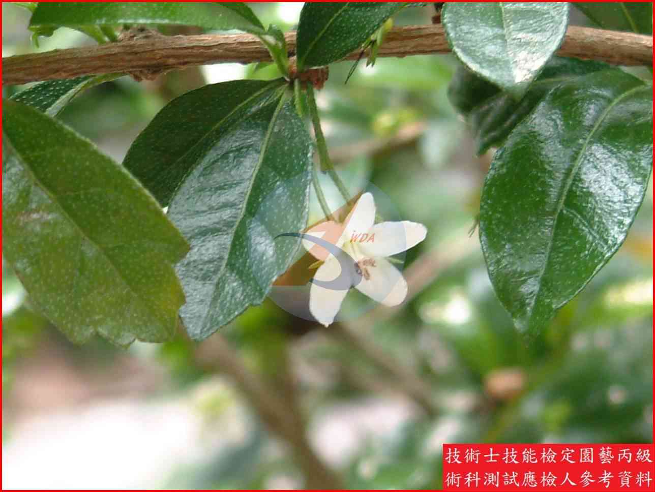 福建茶 園藝丙級識別圖片 3