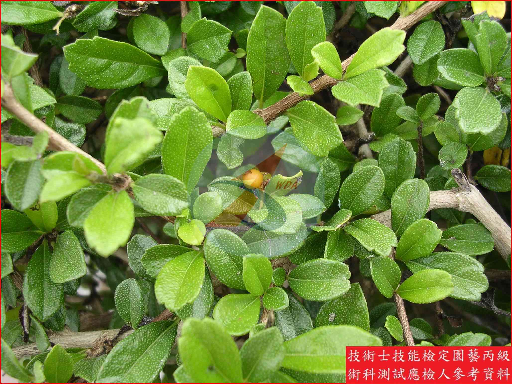 福建茶 園藝丙級識別圖片 4