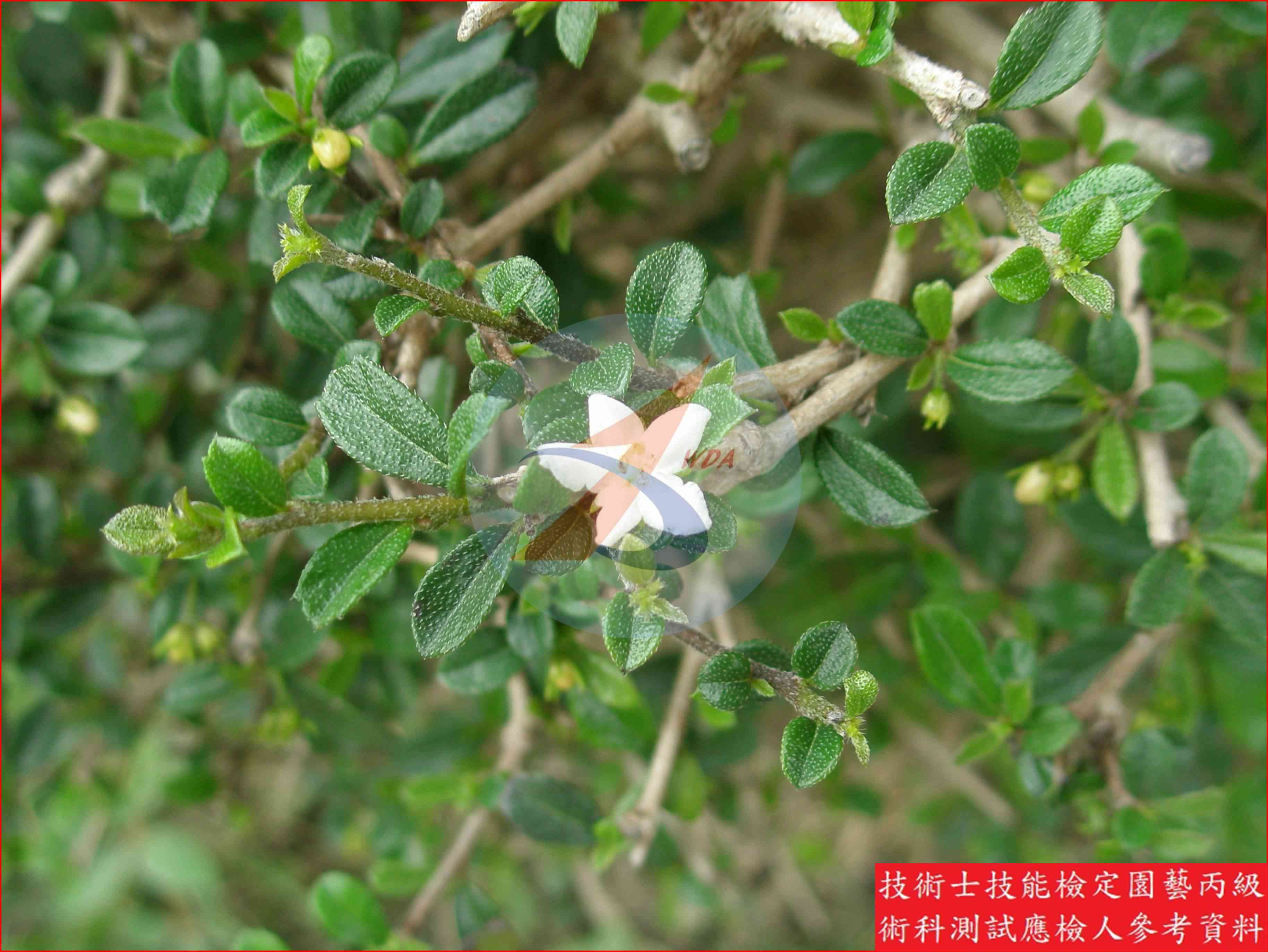 福建茶 園藝丙級識別圖片 5