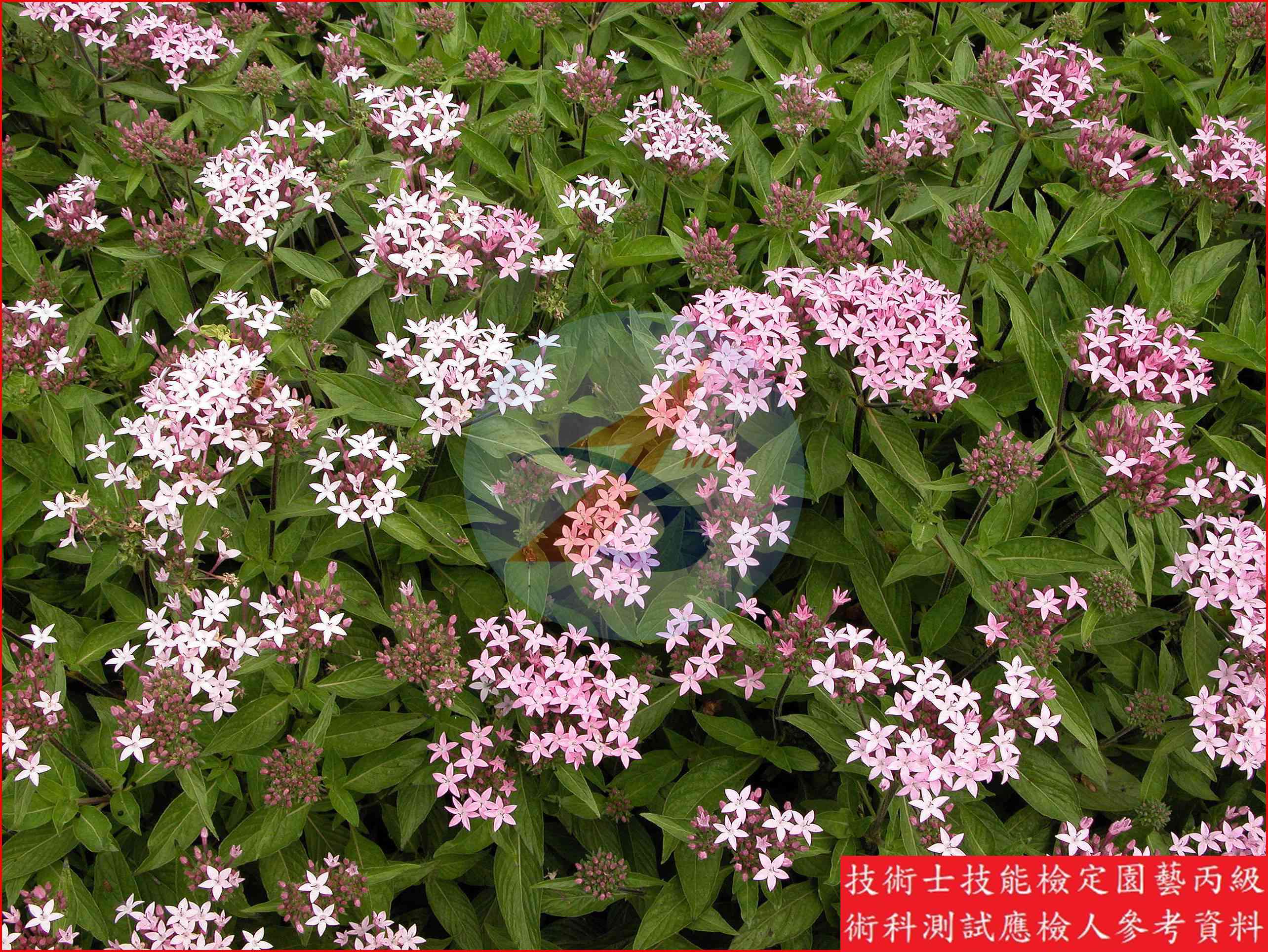 繁星花 園藝丙級辨識圖片