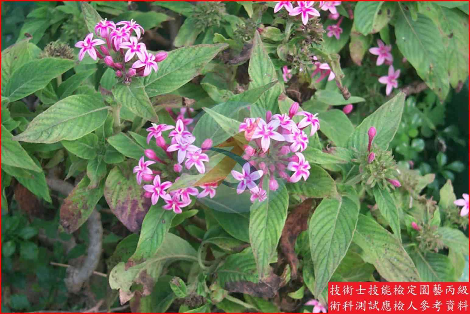 繁星花 園藝丙級識別圖片 2