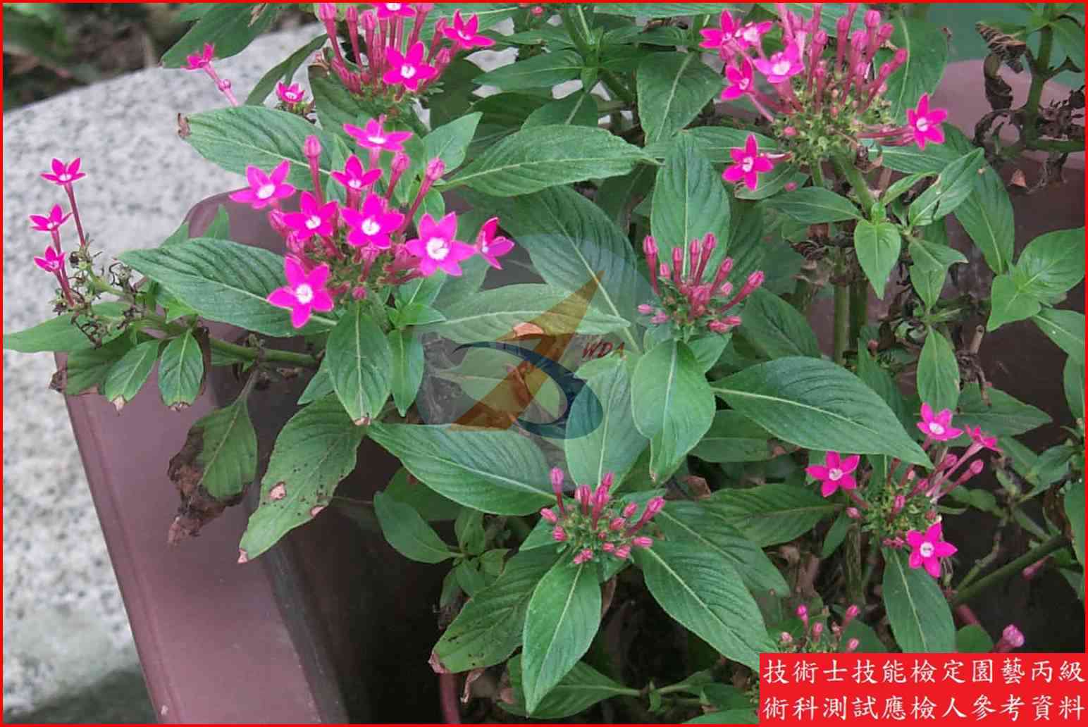 繁星花 園藝丙級識別圖片 3