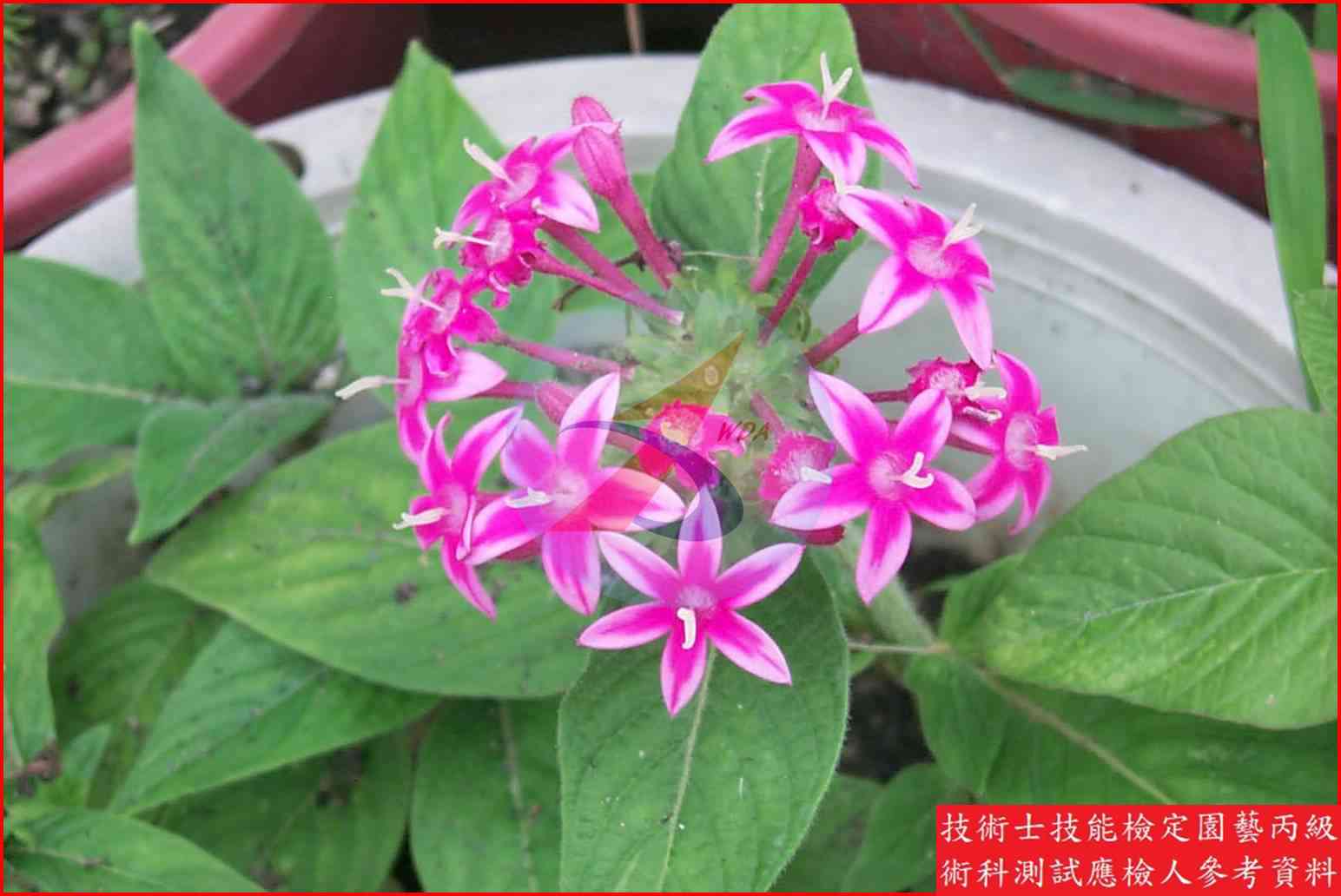 繁星花 園藝丙級識別圖片 4