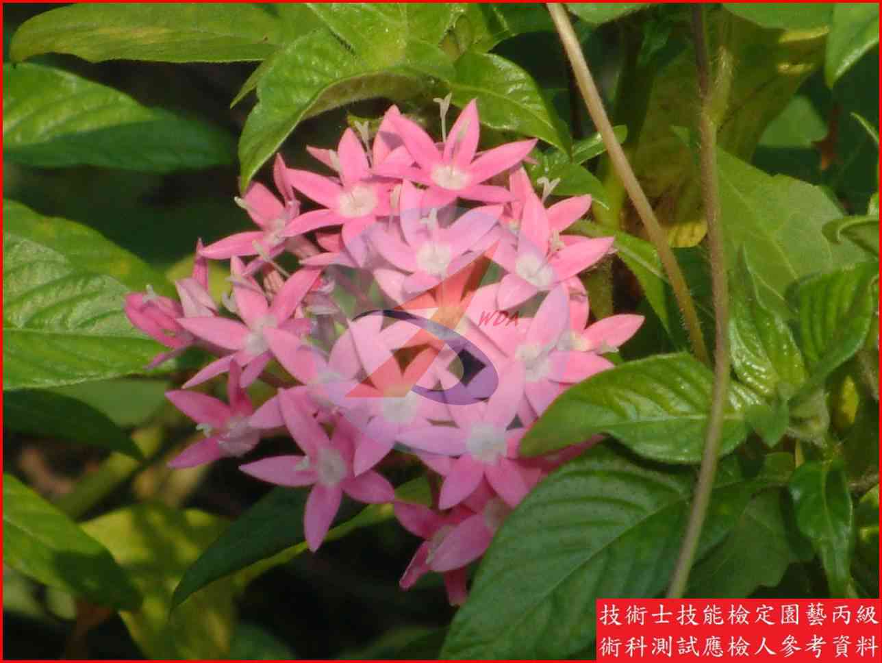 繁星花 園藝丙級識別圖片 5