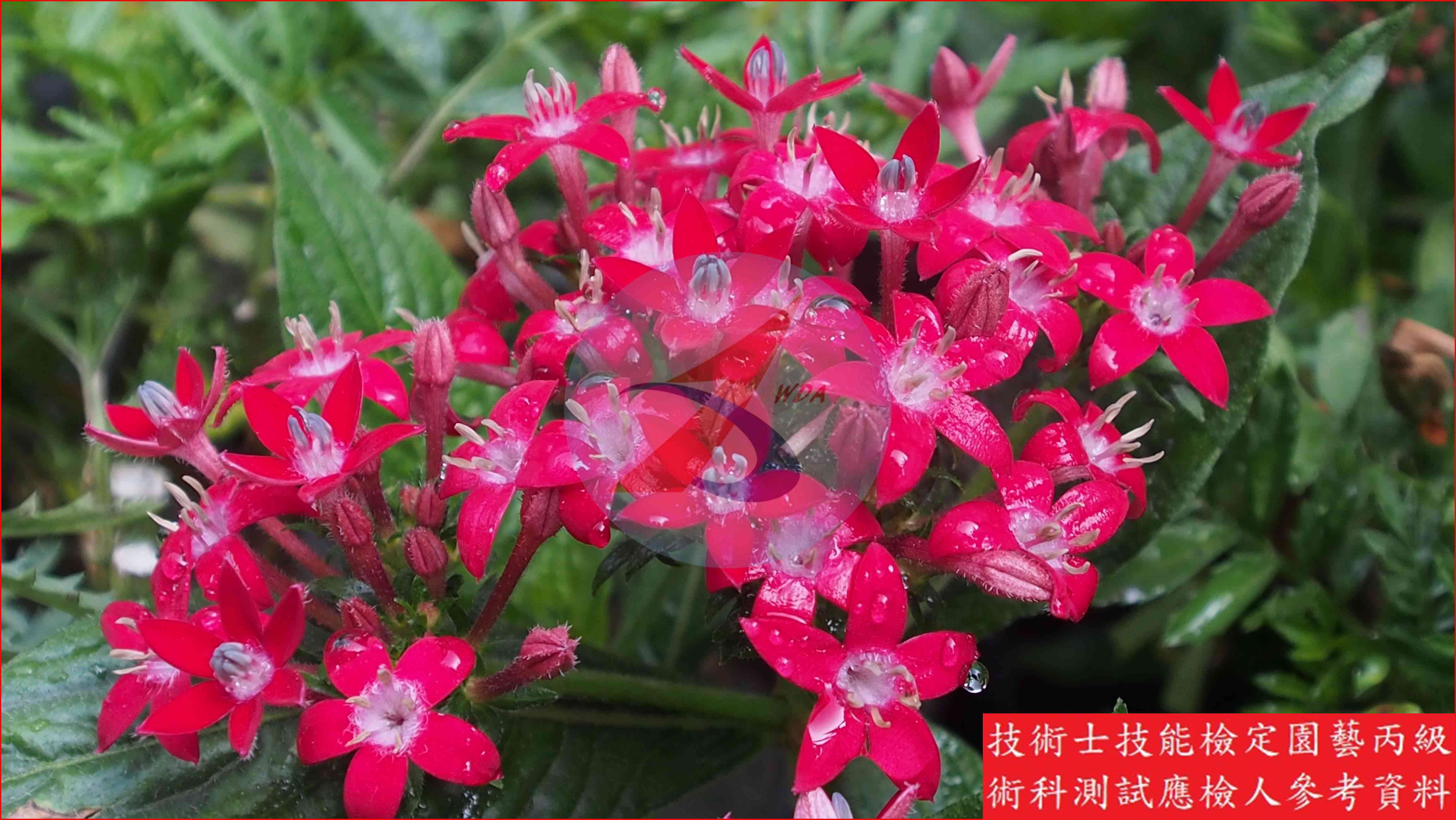 繁星花 園藝丙級識別圖片 6