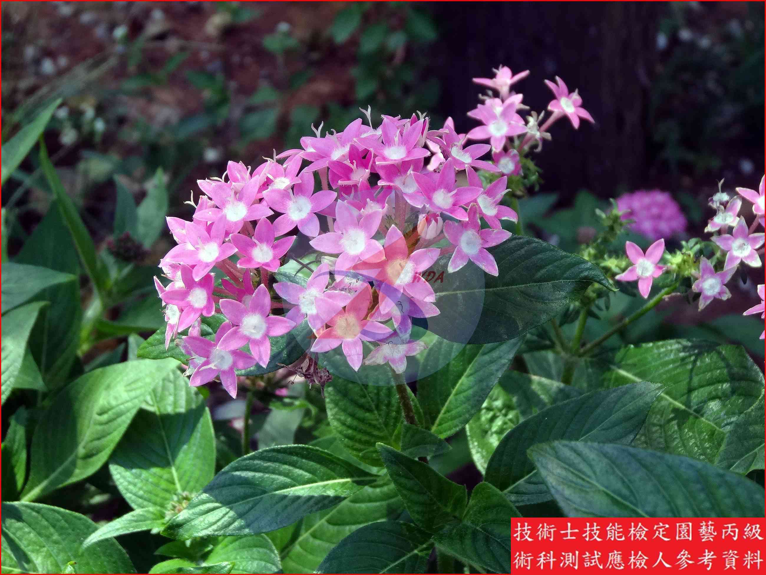 繁星花 園藝丙級識別圖片 7