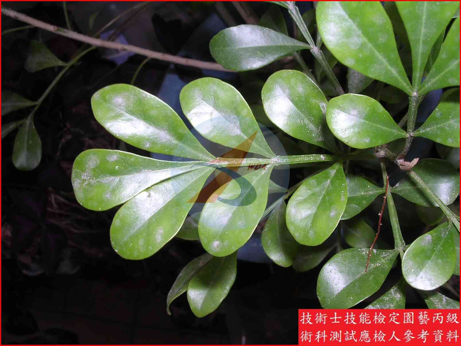 樹蘭 園藝丙級辨識圖片