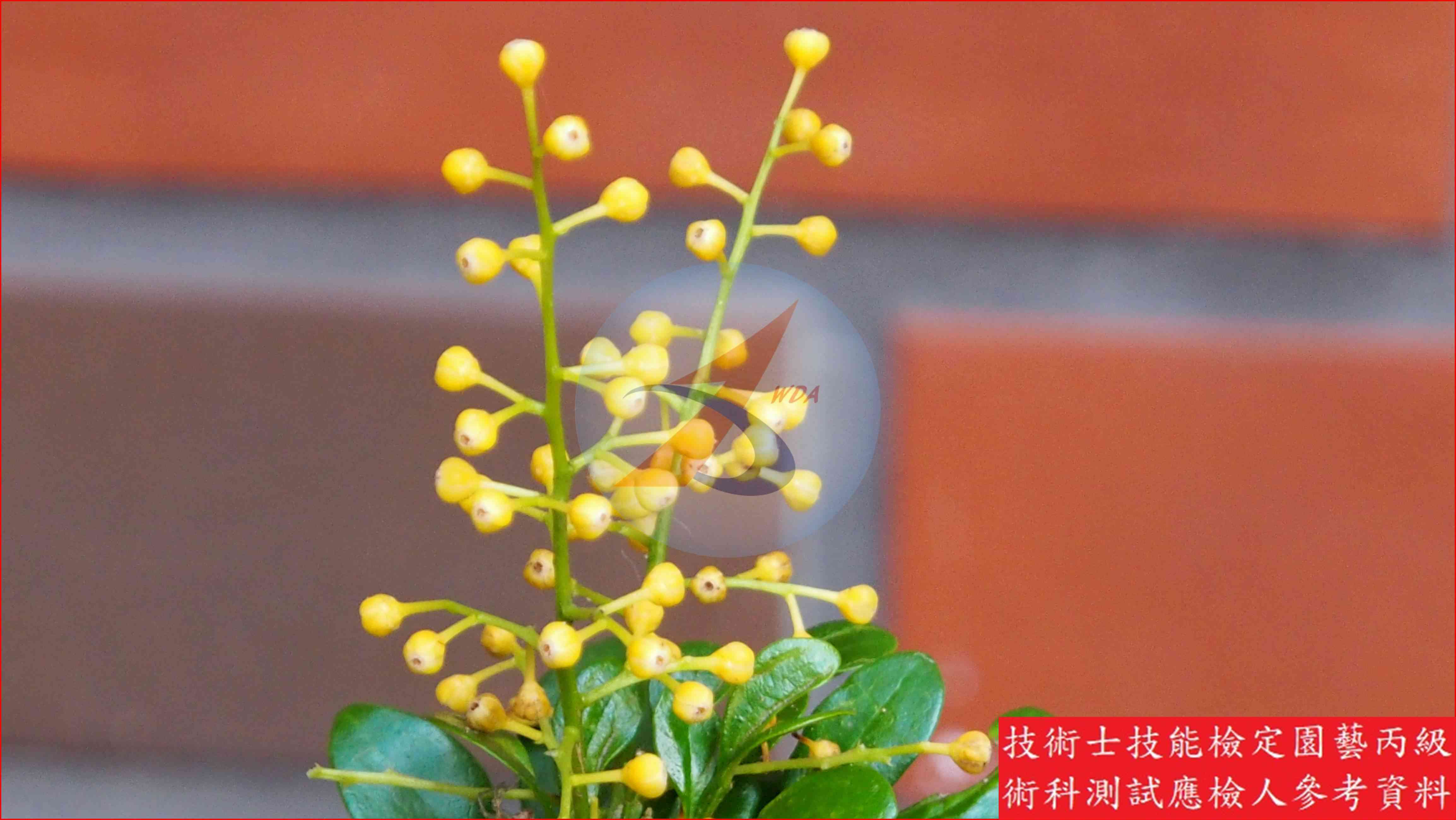 樹蘭 園藝丙級識別圖片 3