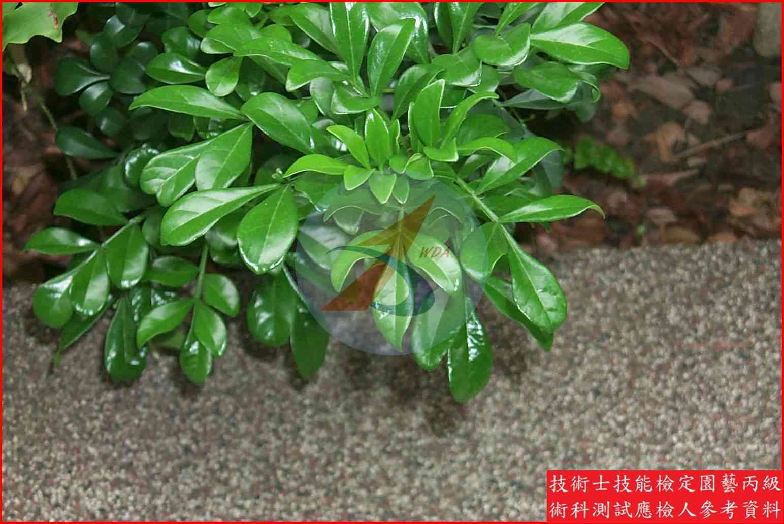 樹蘭 園藝丙級識別圖片 4