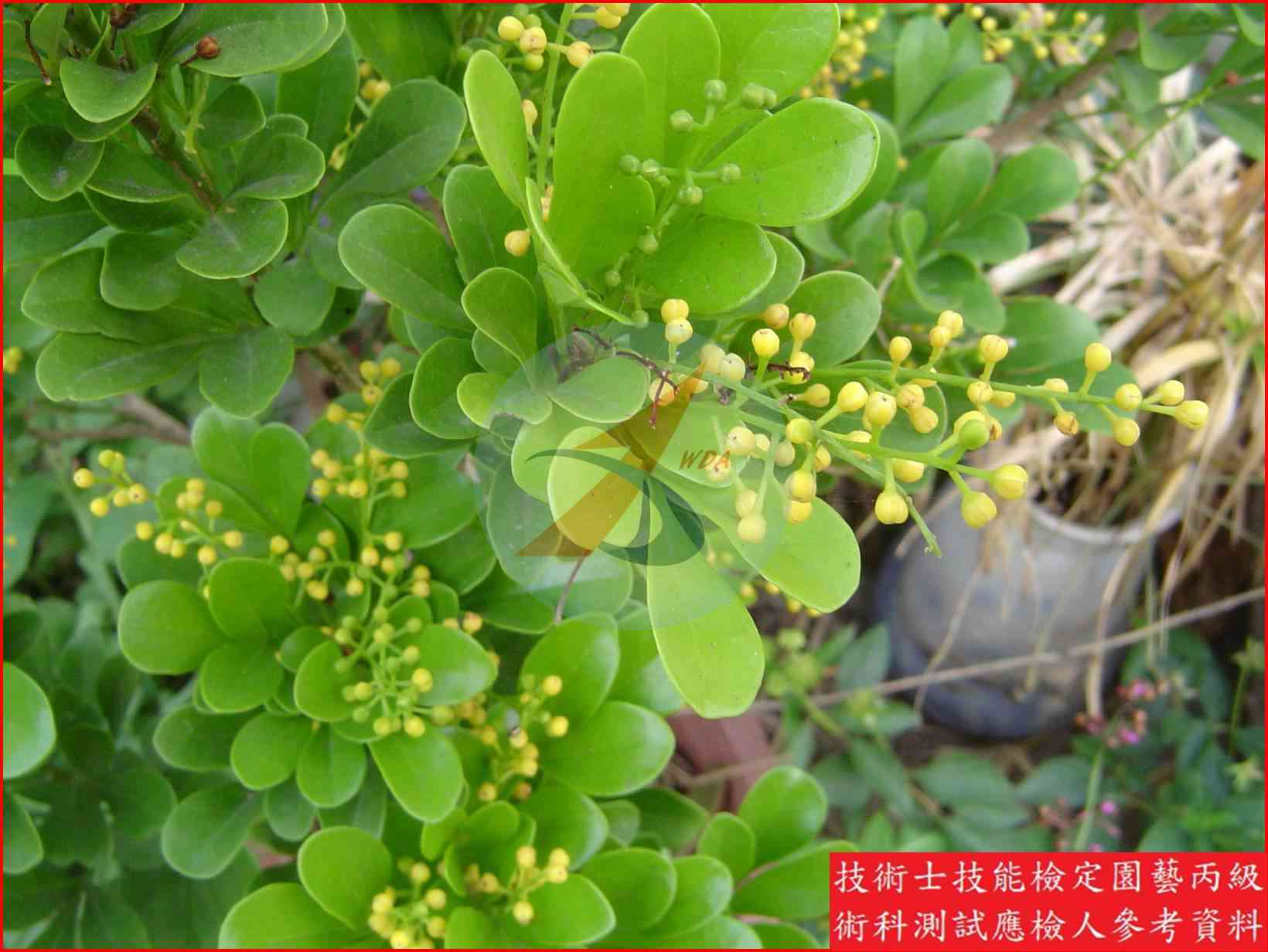 樹蘭 園藝丙級識別圖片 5