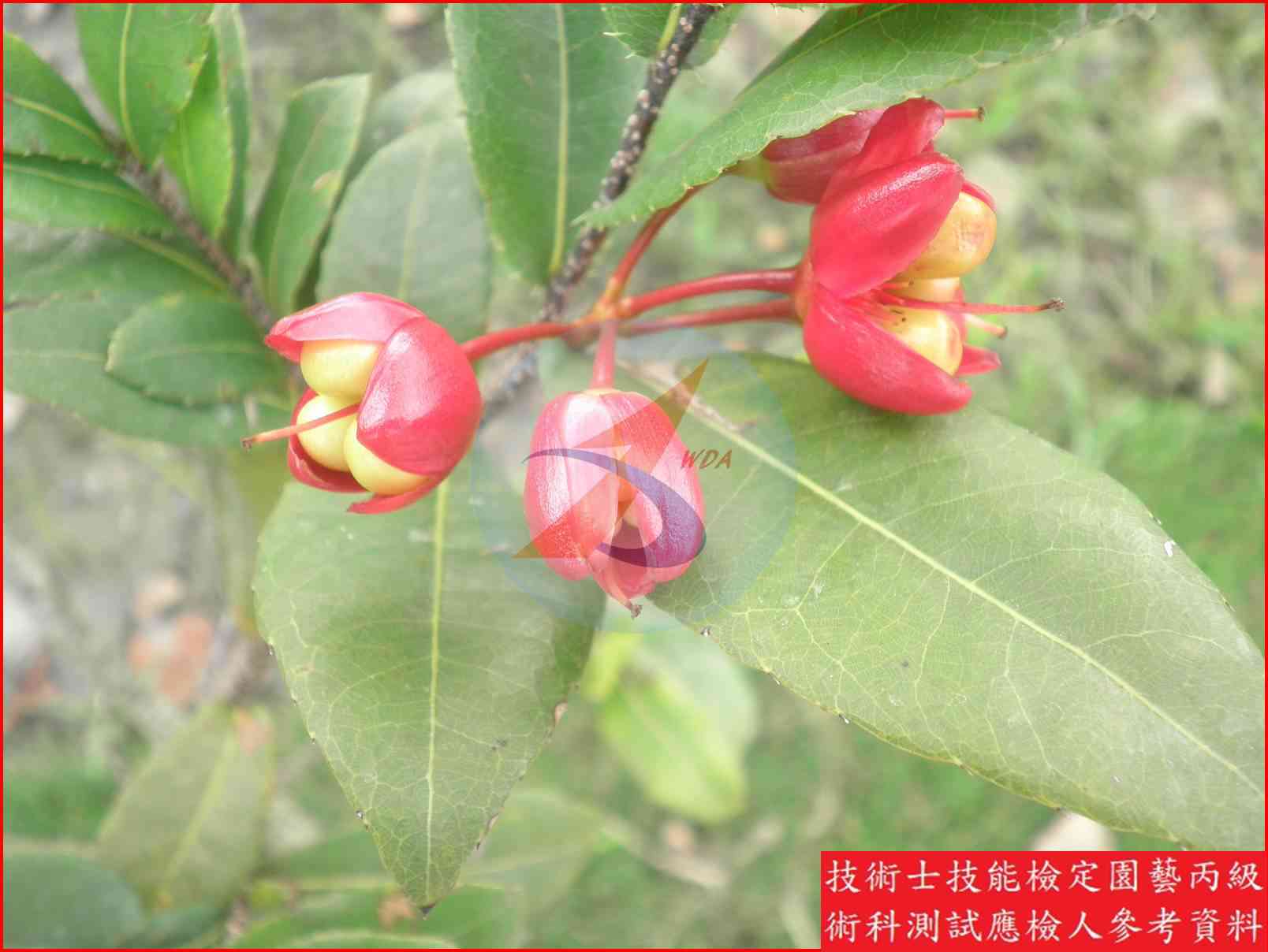 桂葉黃梅 園藝丙級辨識圖片