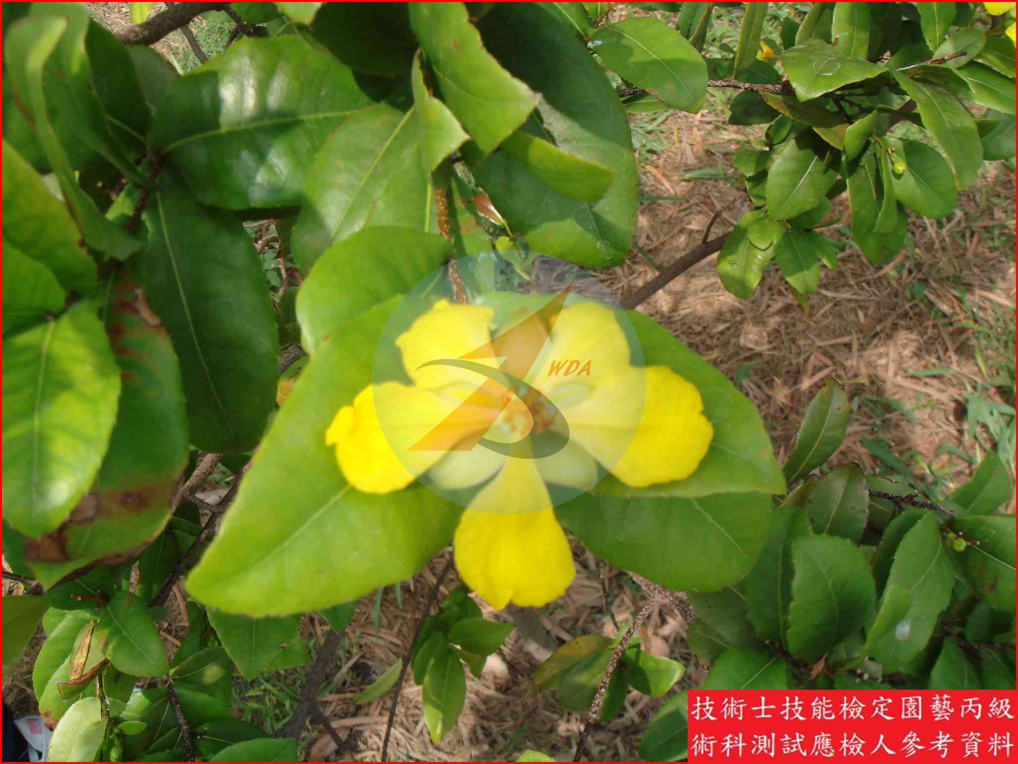 桂葉黃梅 園藝丙級識別圖片 2