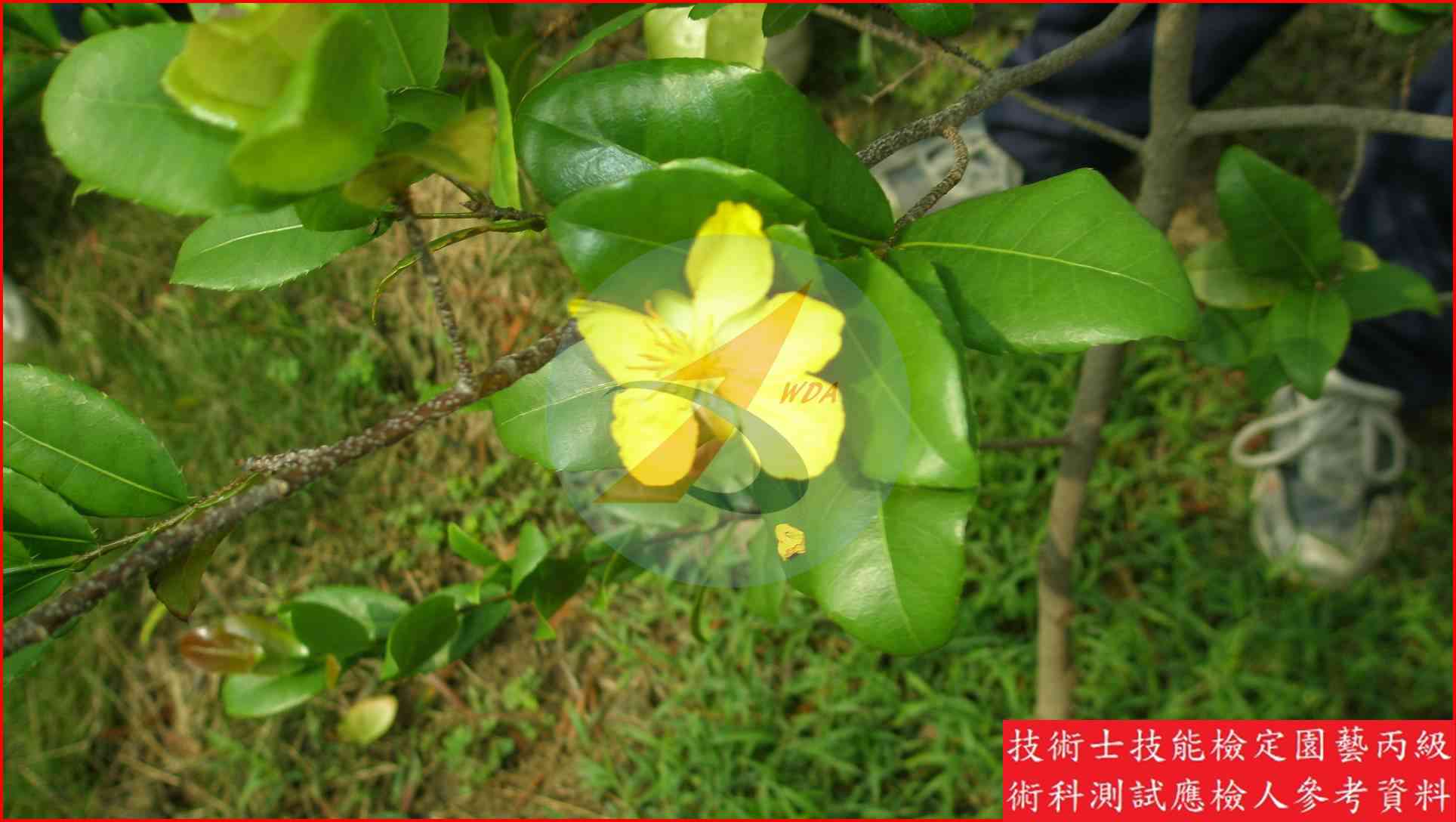 桂葉黃梅 園藝丙級識別圖片 4